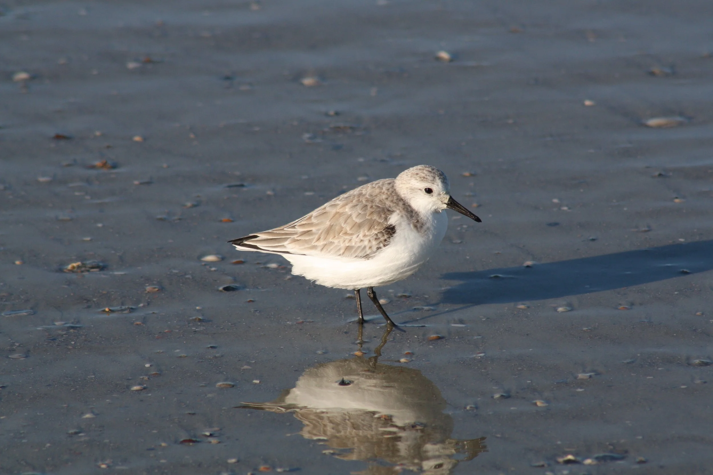 Sanderling, Tybee Island, GA, 2025.