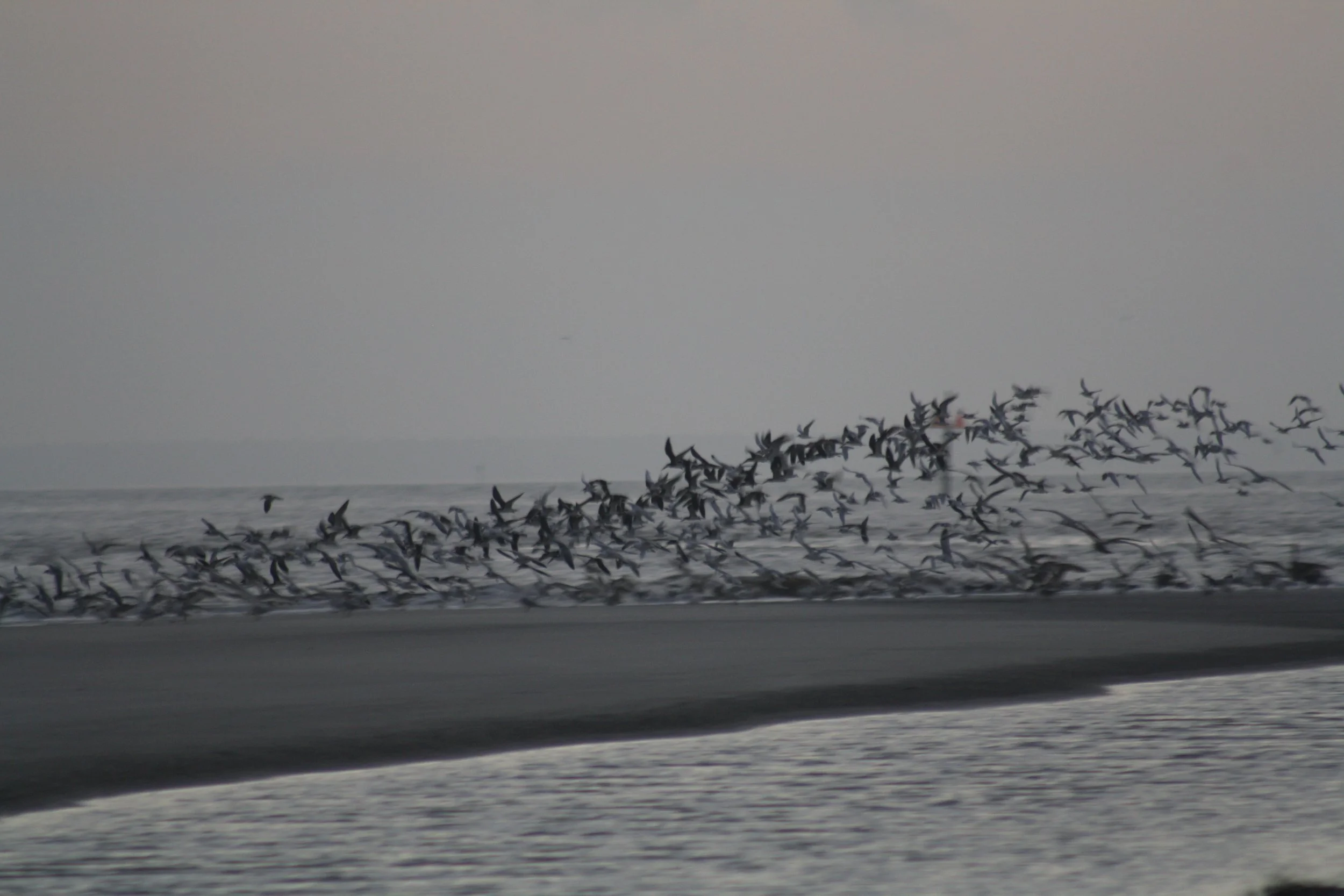 Black Skimmer, Jekyll Island, GA, 2026.