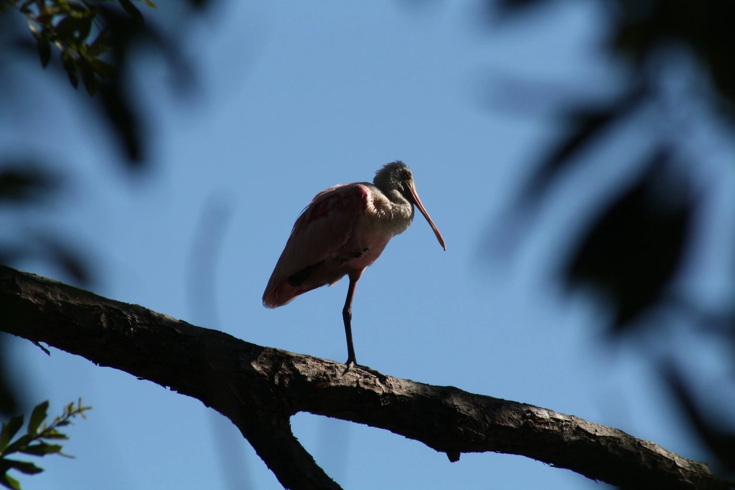 Roseate Spoonbill, Jekyll Island, GA, 2025.