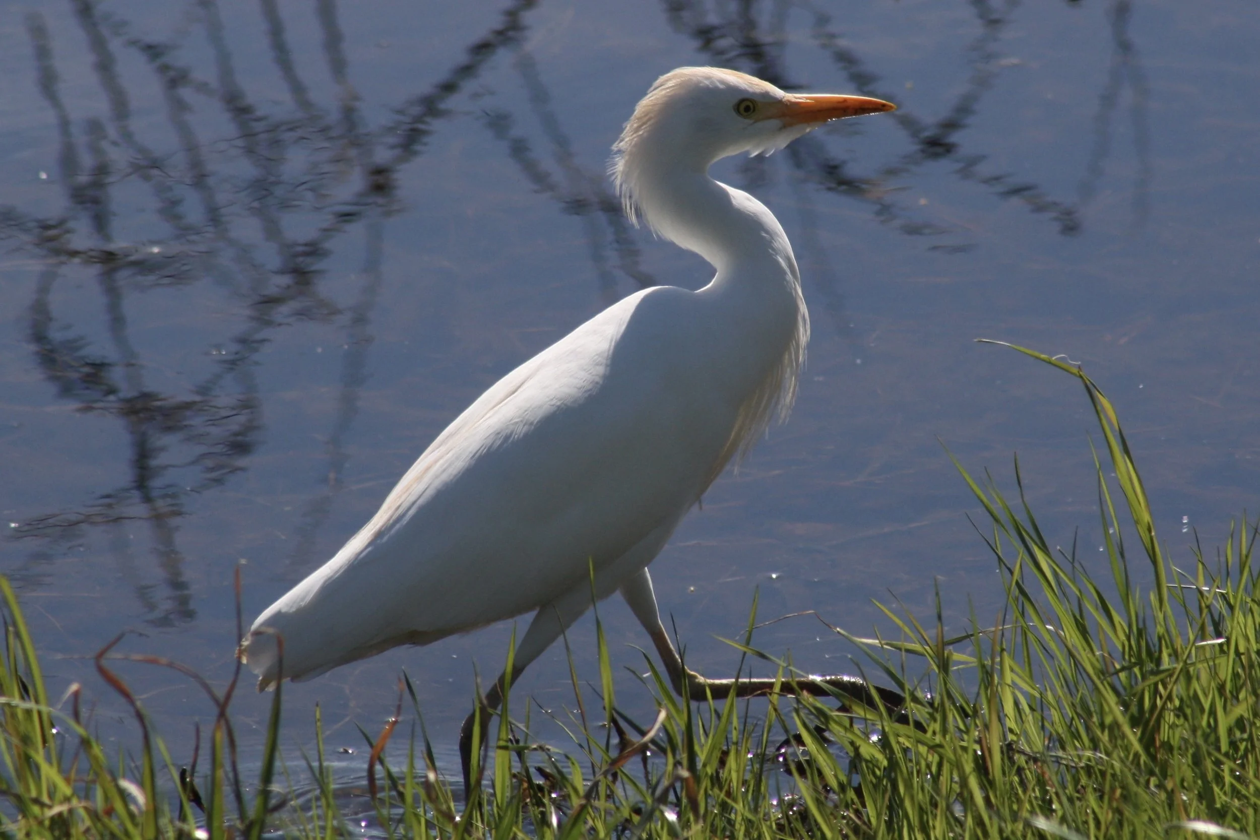 Western Cattle Egret, Savannah, GA, 2026.