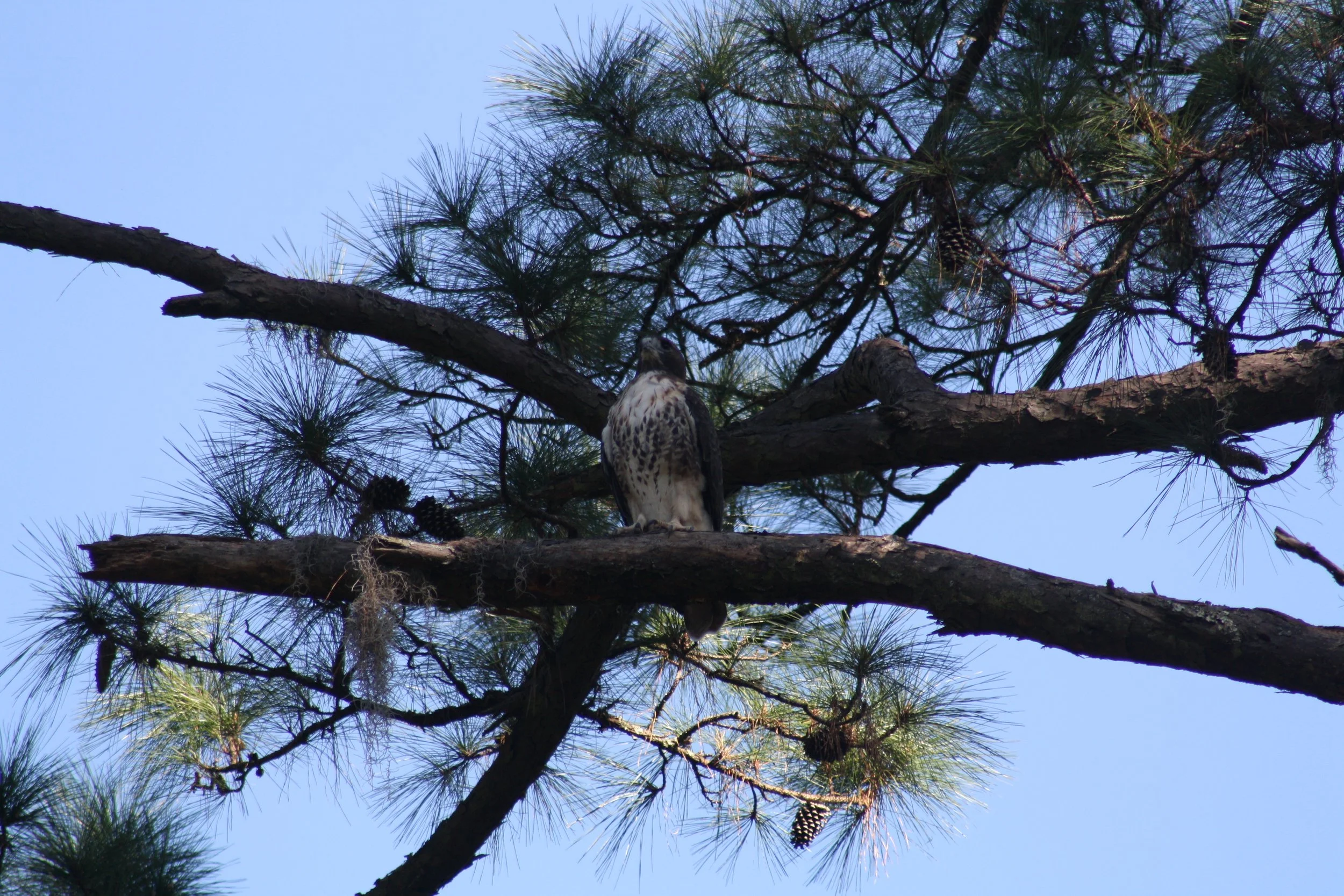 Red Tailed Hawk, Skidaway Island, GA, 2025.