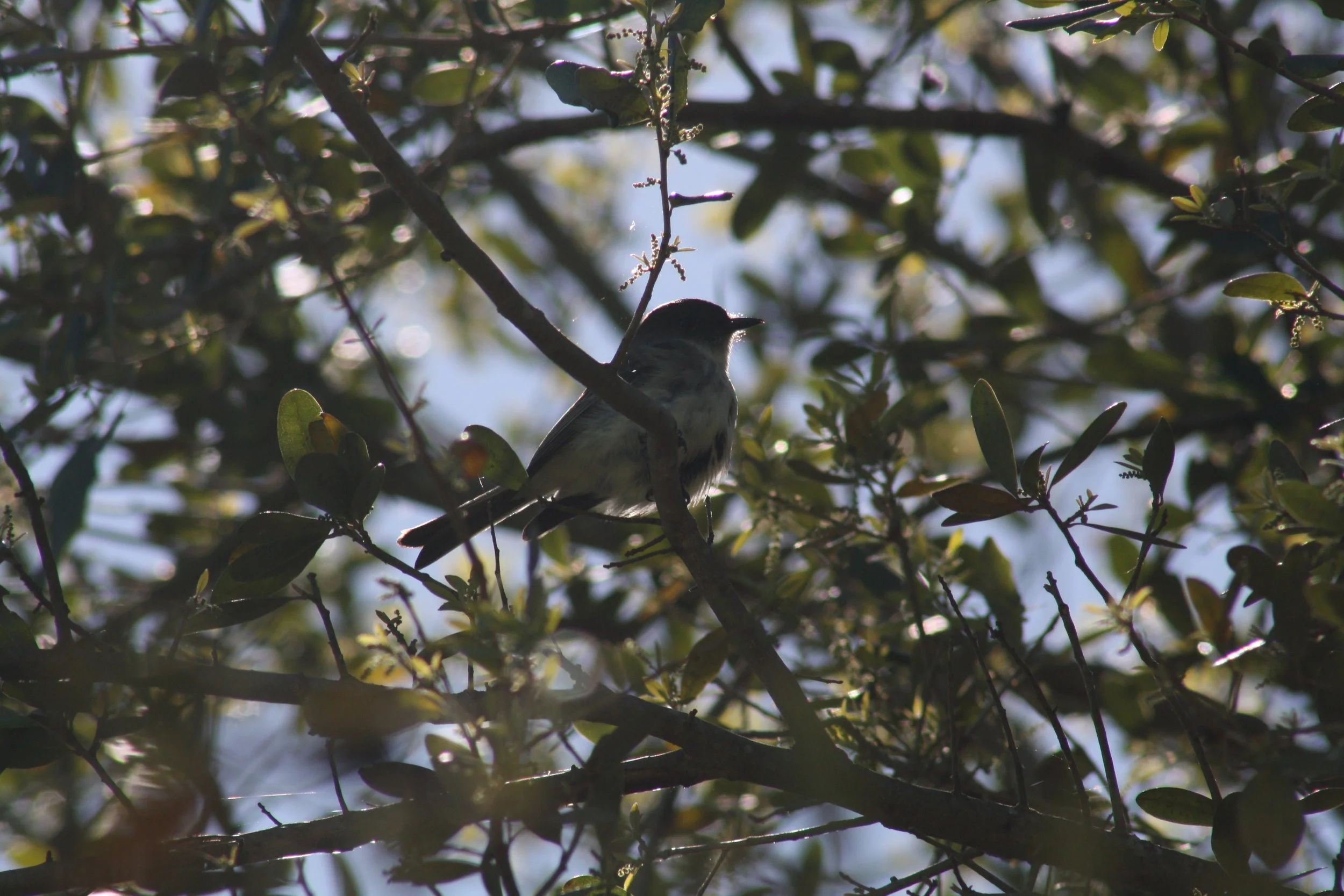 Eastern Phoebe, Augusta, GA, 2026.