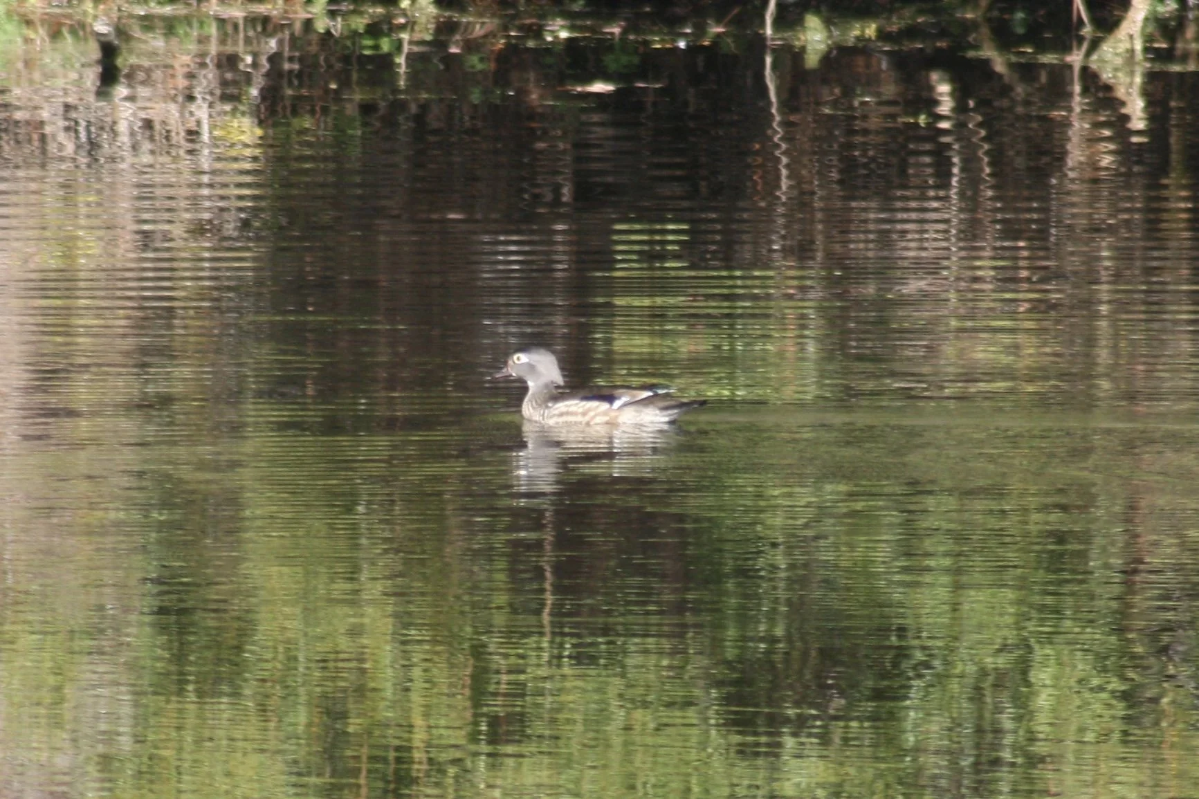 Wood Duck, Jekyll Island, GA, 2026.