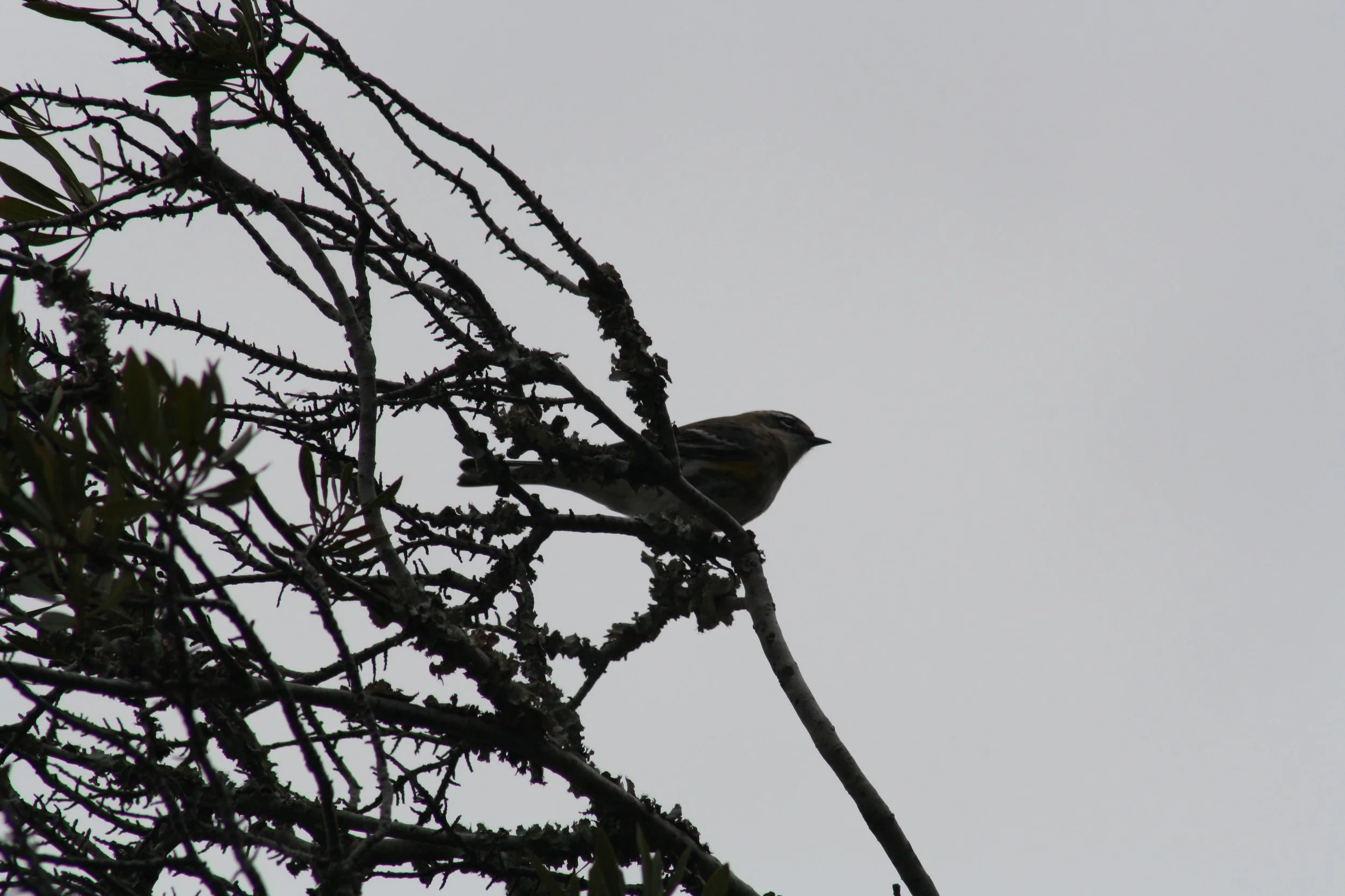 Yellow Rumped Warbler, Skidaway Island, GA, 2025.