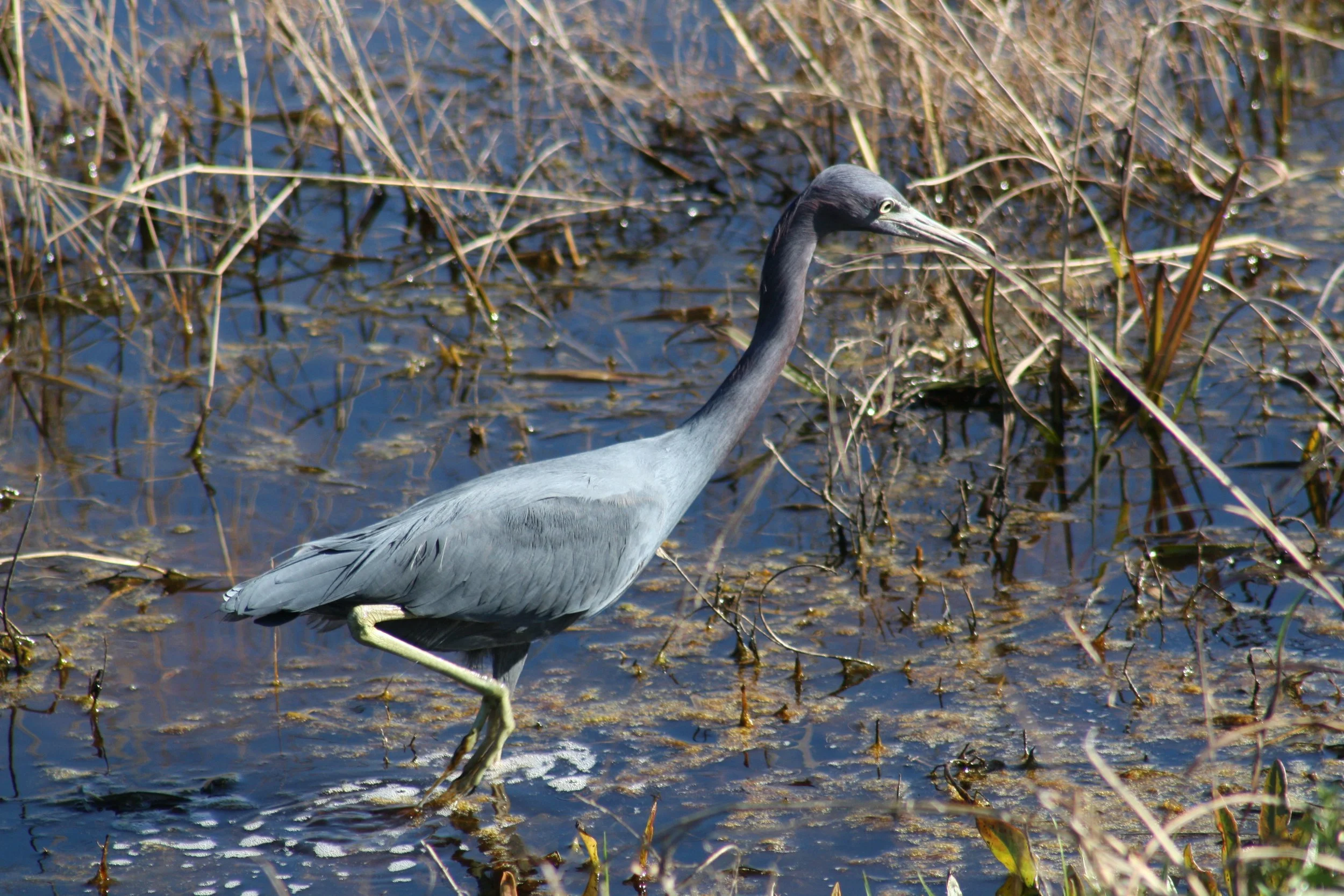Little Blue Heron, Savannah, GA, 2025.