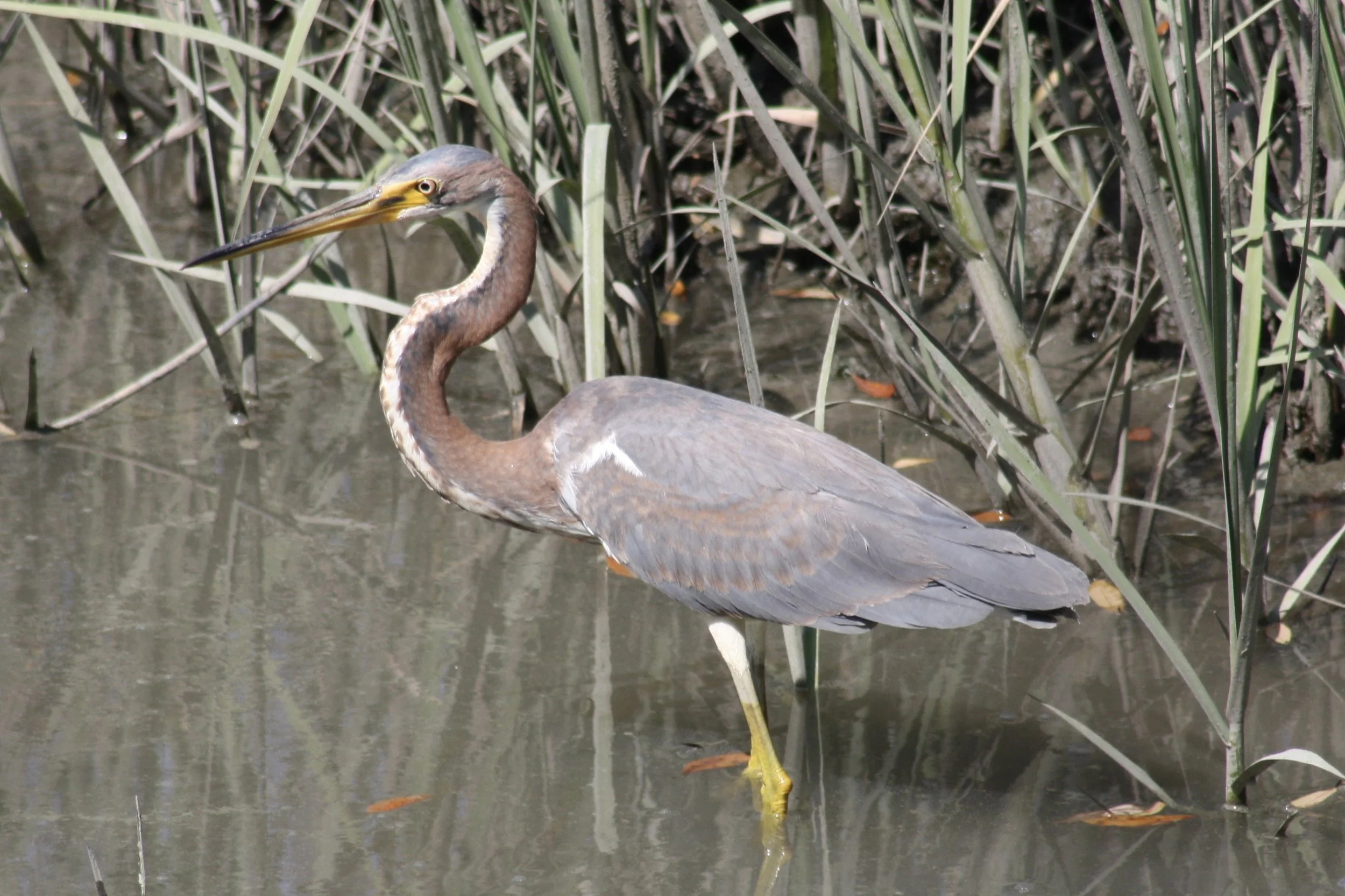Tricolored Heron, Skidaway Island, GA, 2026.