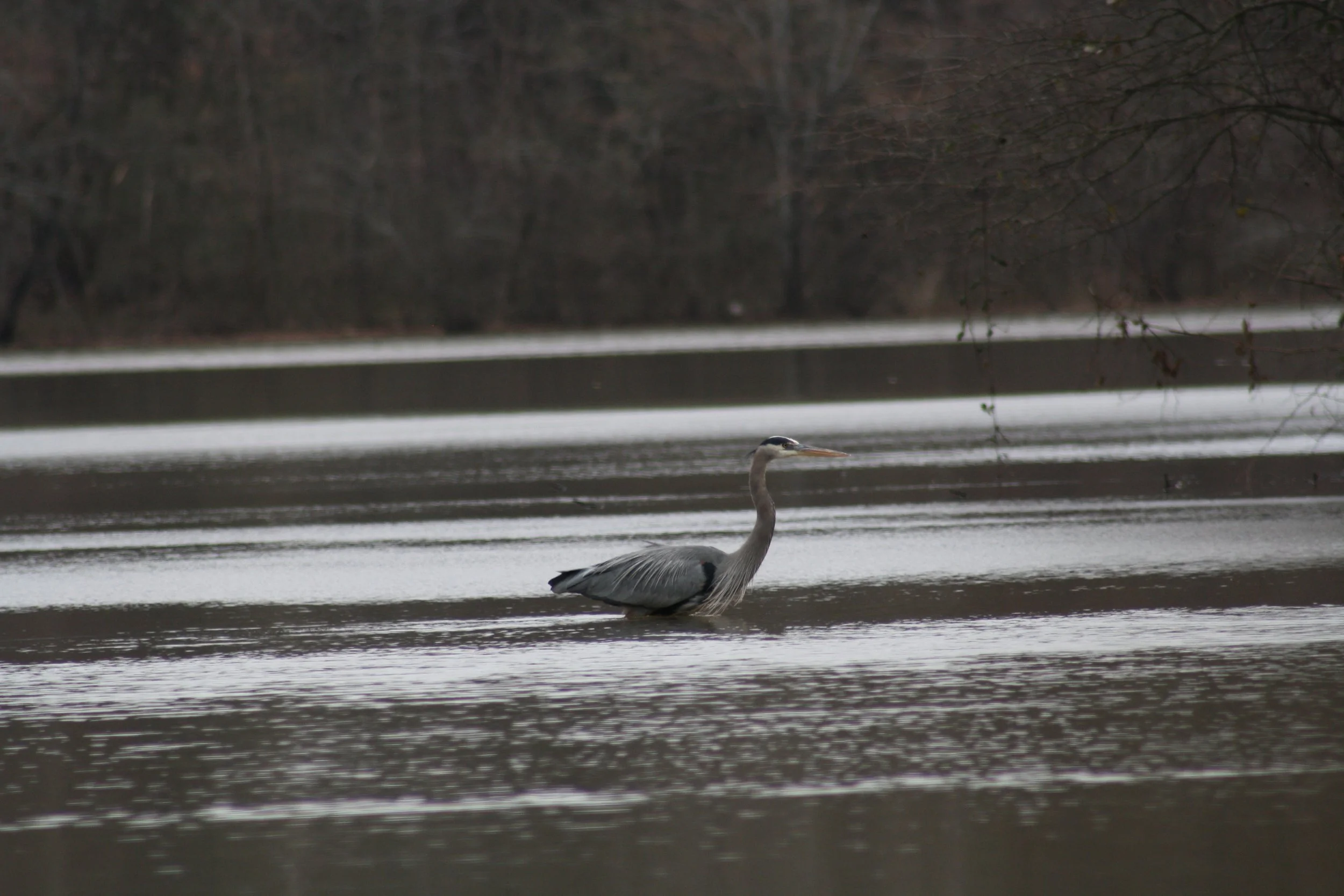 Great Blue Heron, Atlanta, GA, 2025.