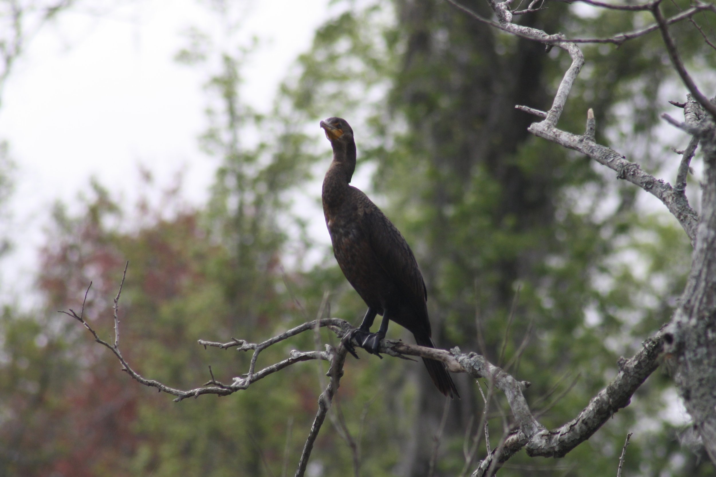 Double Crested Cormorant, Savannah, GA, 2026.