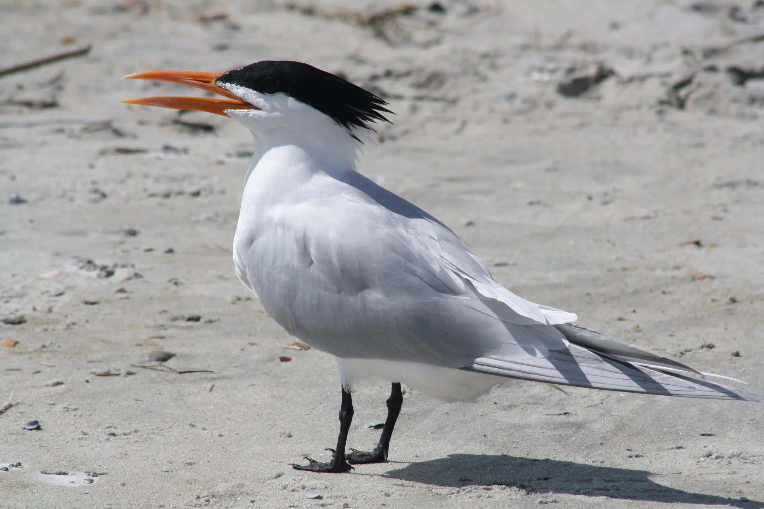 Royal Tern, Tybee Island, GA, 2026.