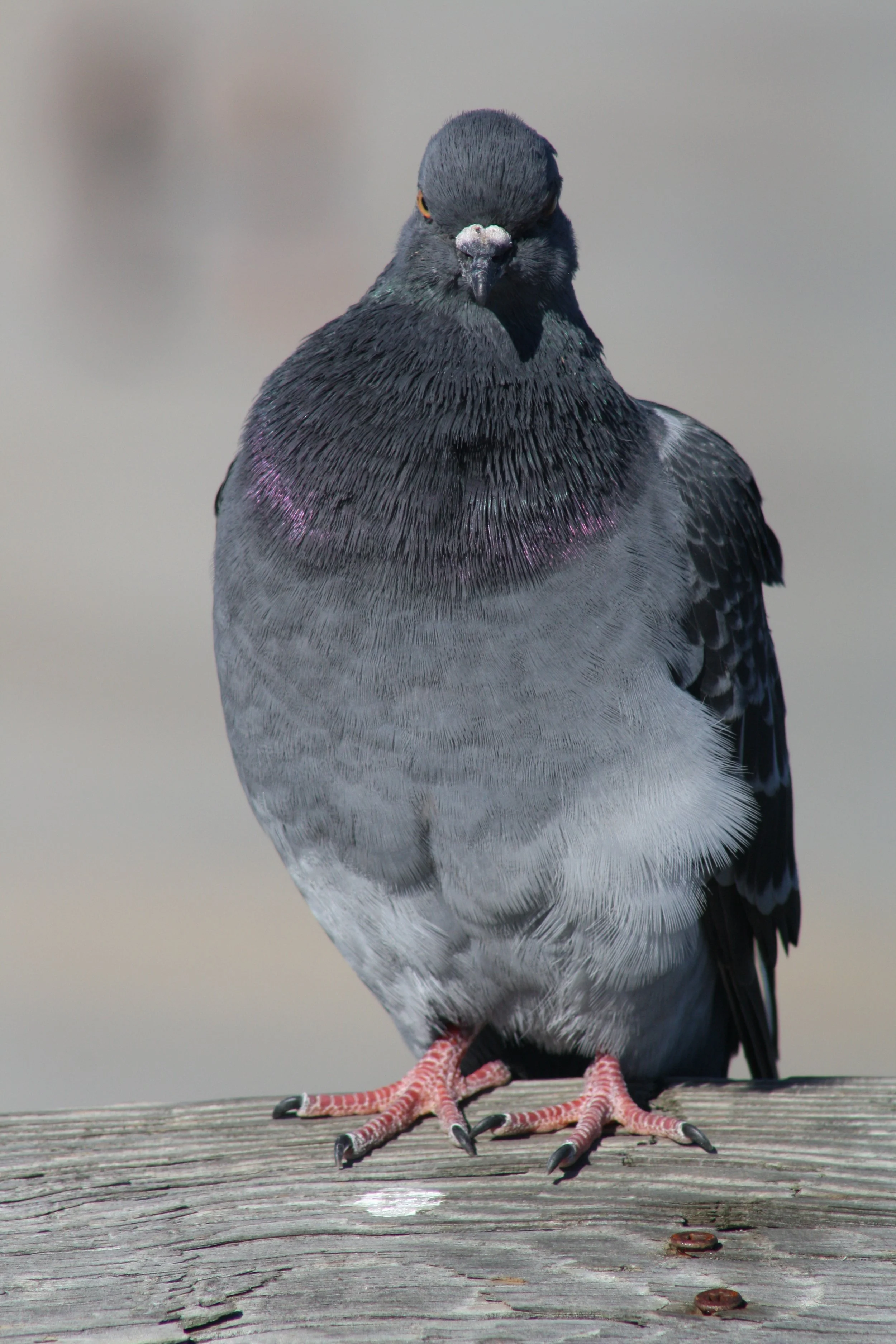 Rock Pigeon, Tybee Island, GA, 2025.