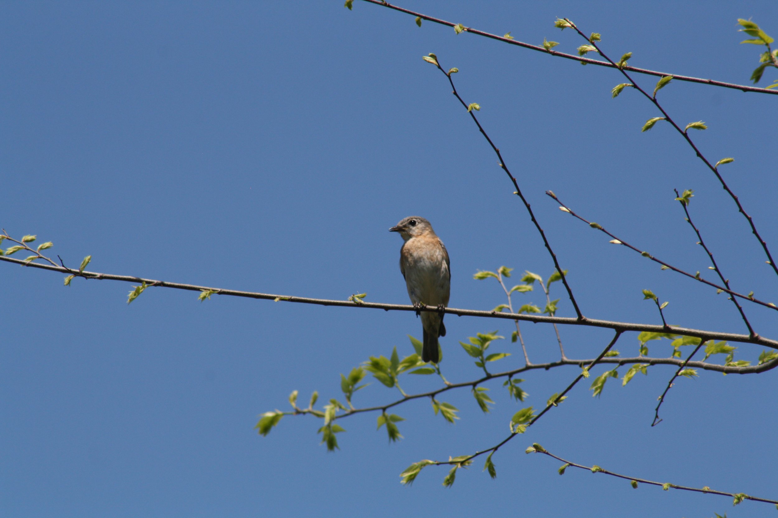 Eastern Bluebird, Hilton Head Island, SC, 2026.