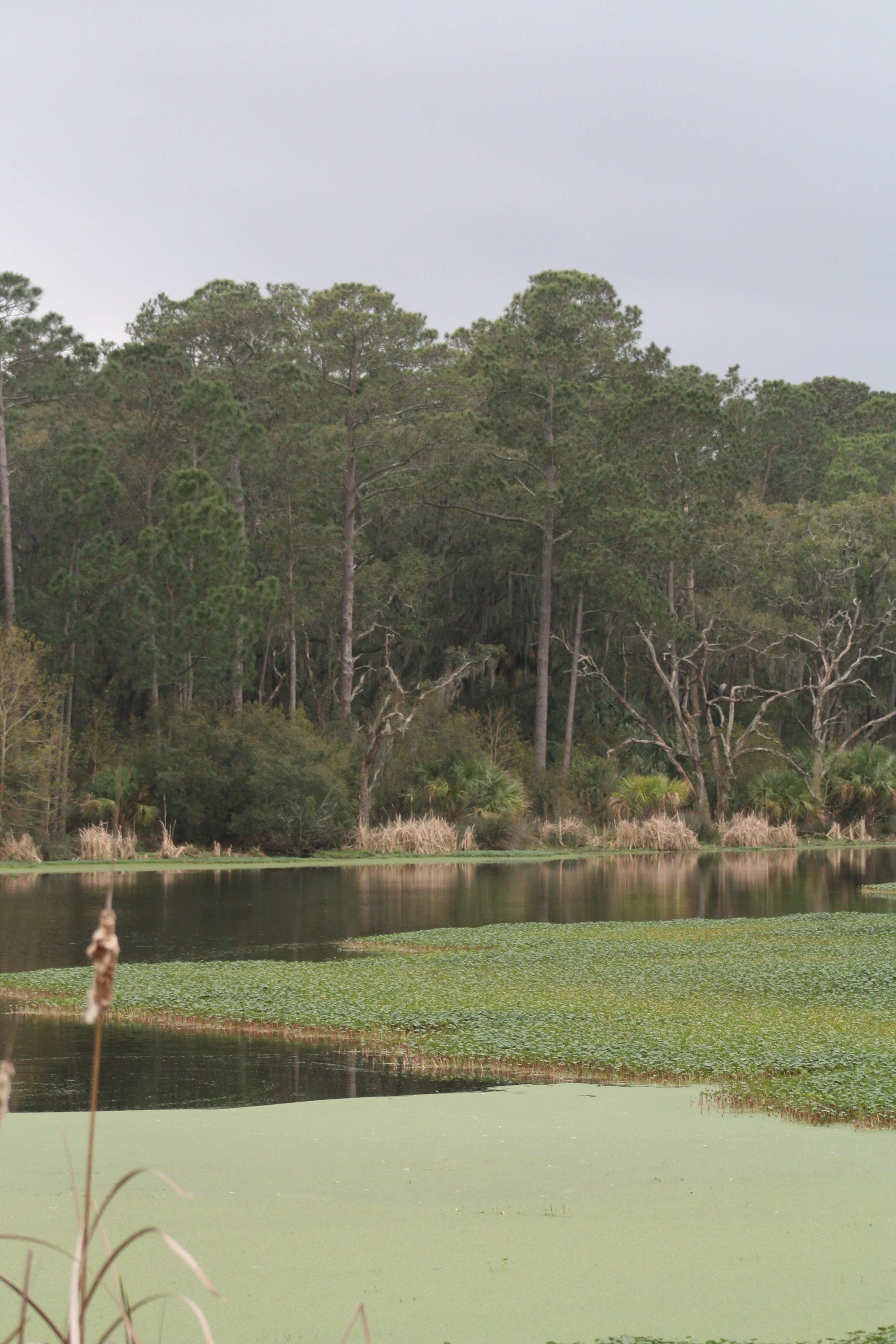 Skidaway Island, GA, 2026.