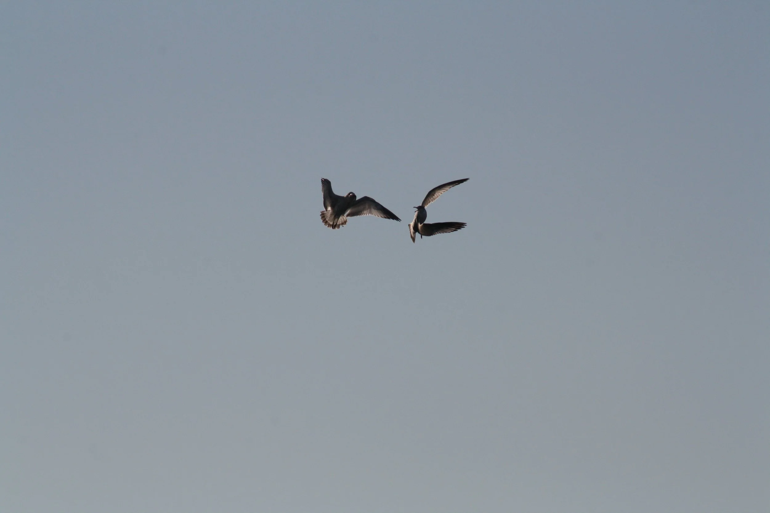 Ring Billed Gull, Jekyll Island, GA, 2025.