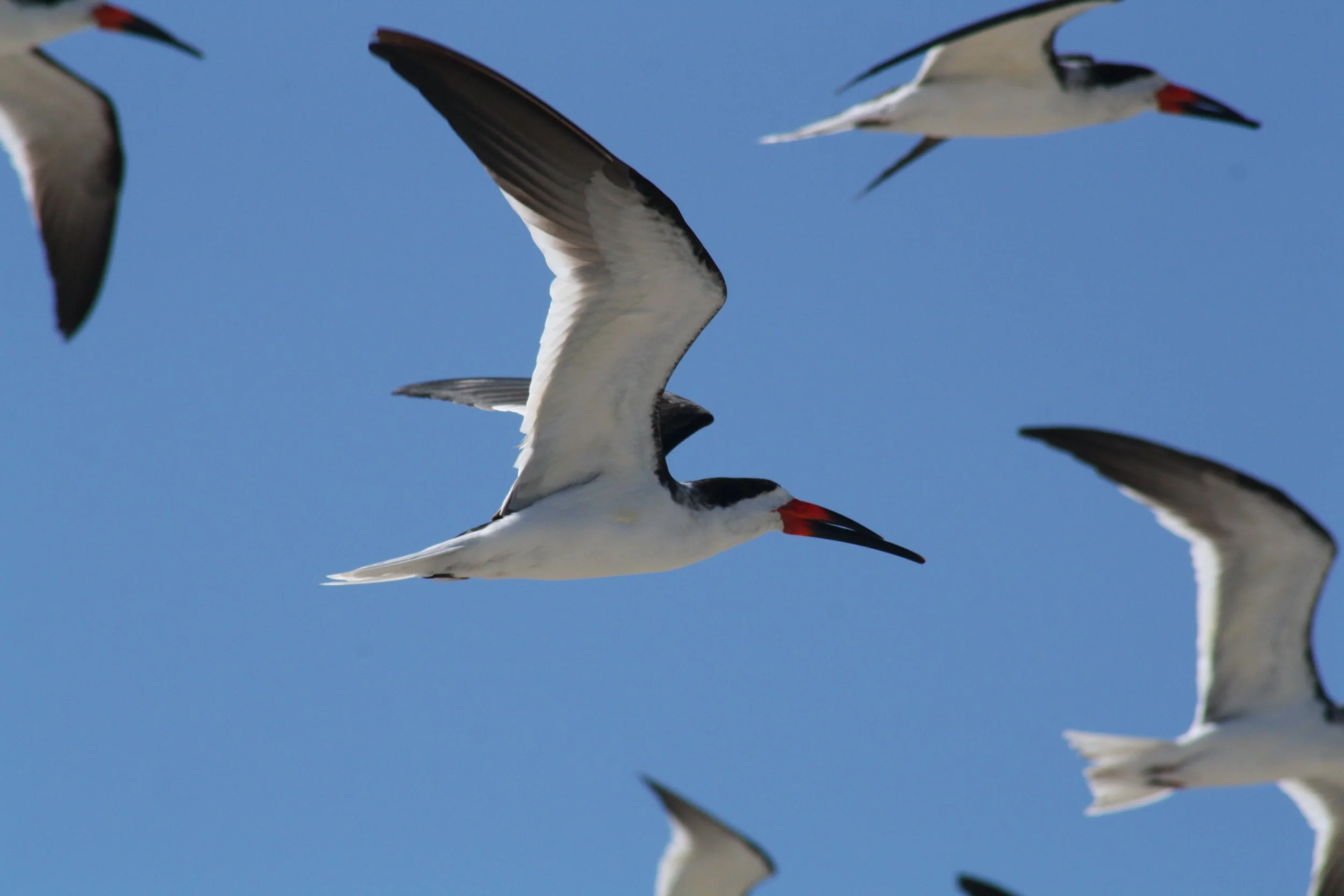 Black Skimmer, Tybee Island, GA, 2026.