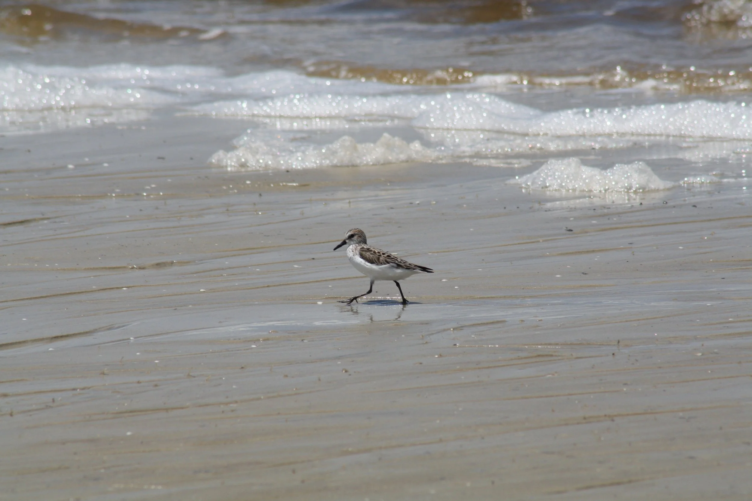 Semipalmated Sandpiper, Jekyll Island, GA, 2025.