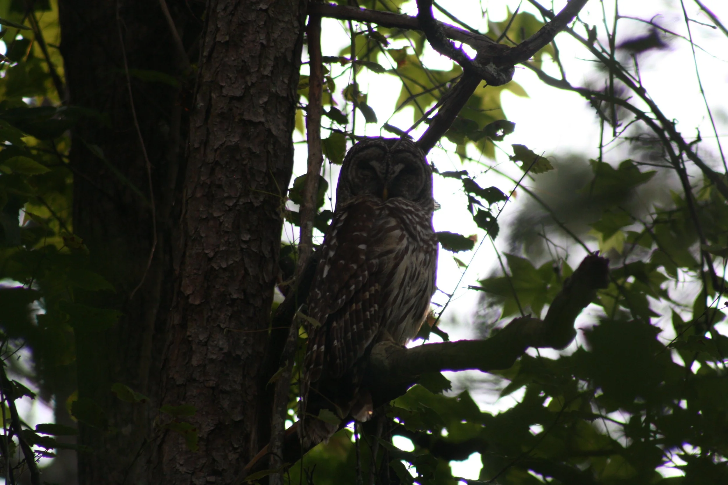 Barred Owl, Cochran Shoals, GA, 2025.