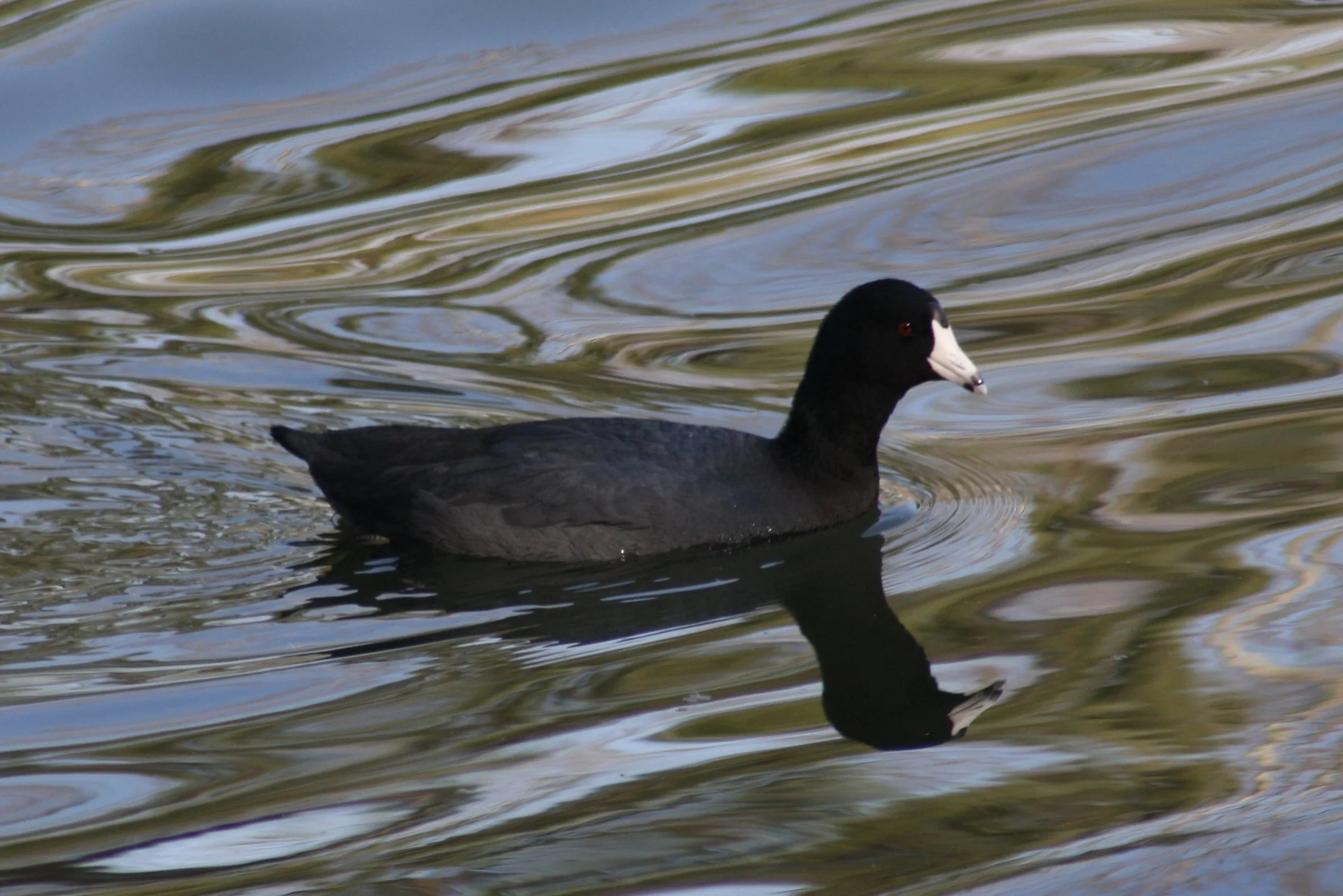 American Coot, Savannah, GA, 2026.