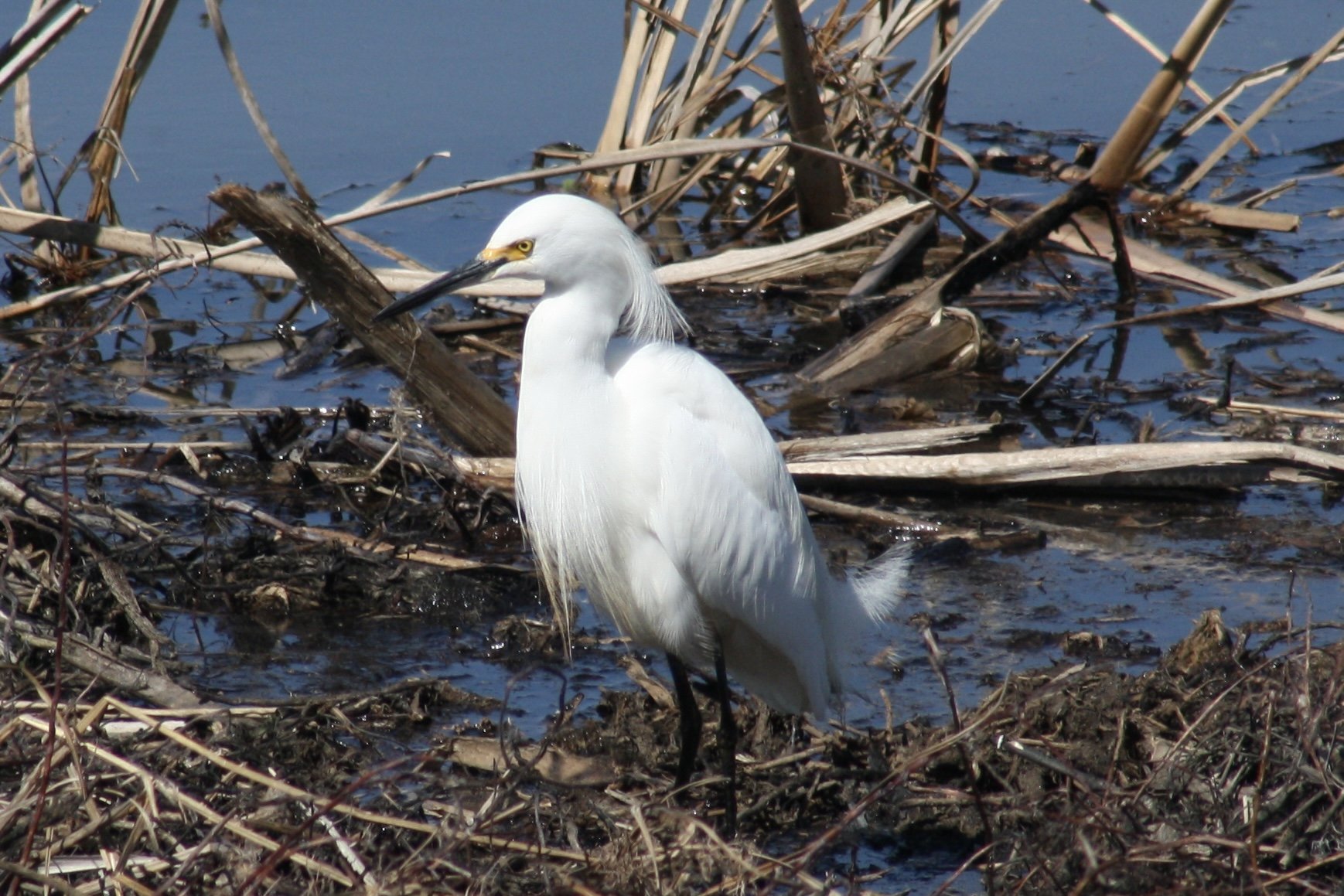 Snowy Egret, Savannah, GA, 2026.