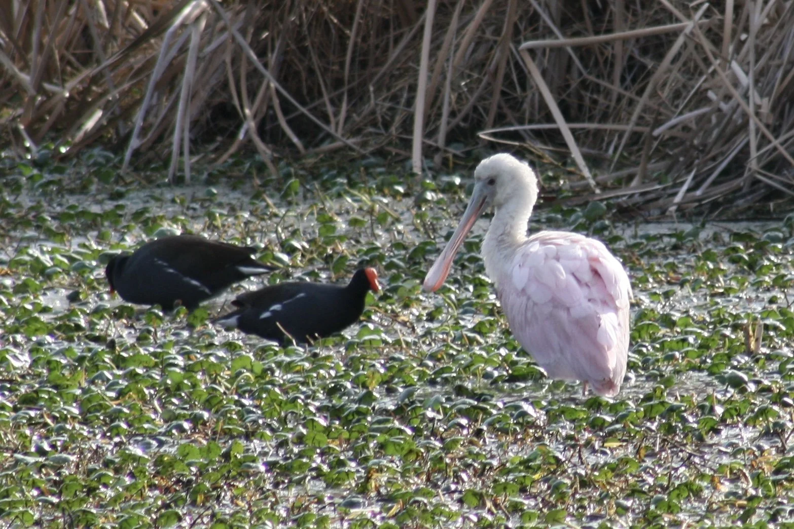 Roseate Spoonbill and Common Gallinule, Skidaway Island, GA, 2026.