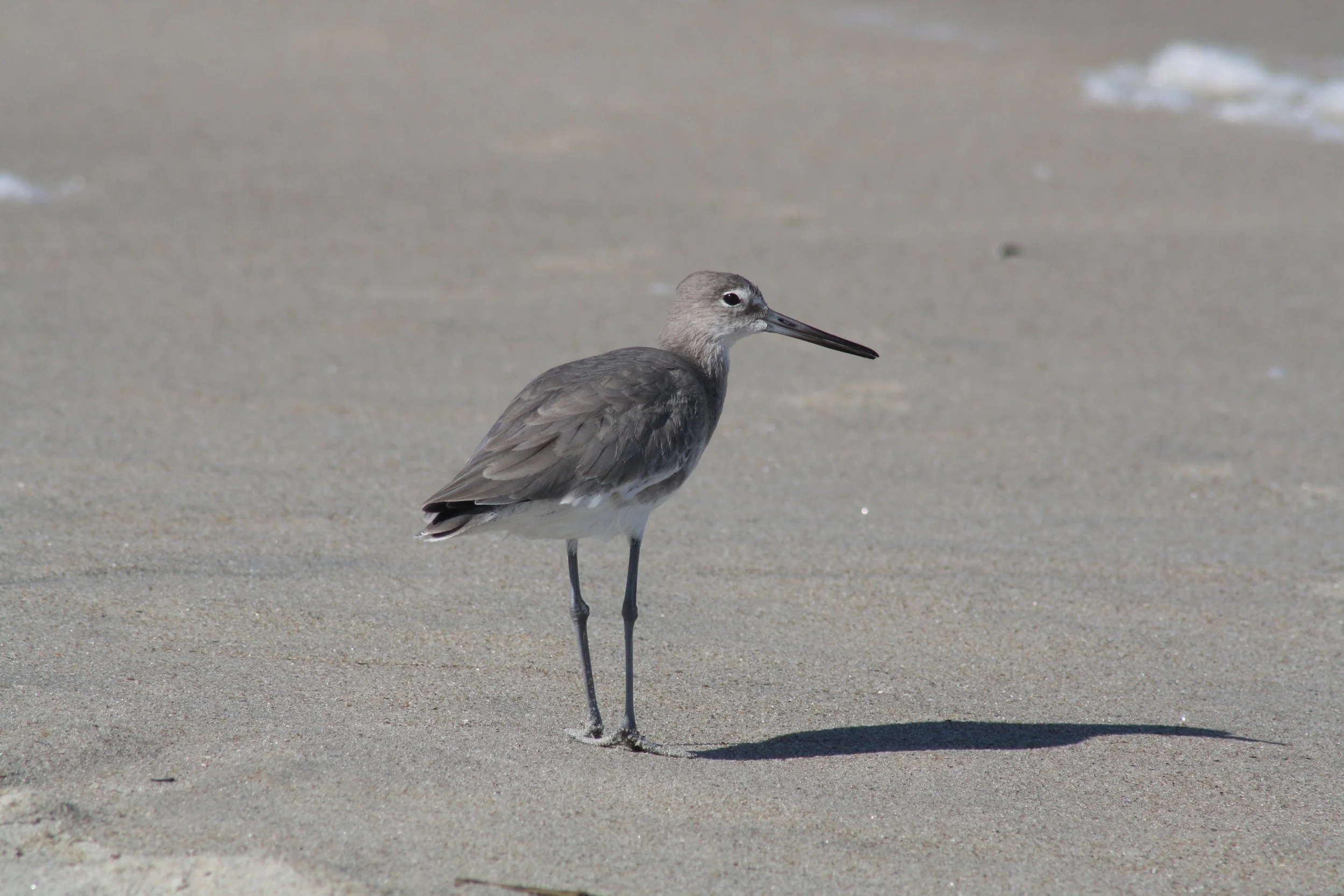 Willet, Tybee Island, GA, 2025.