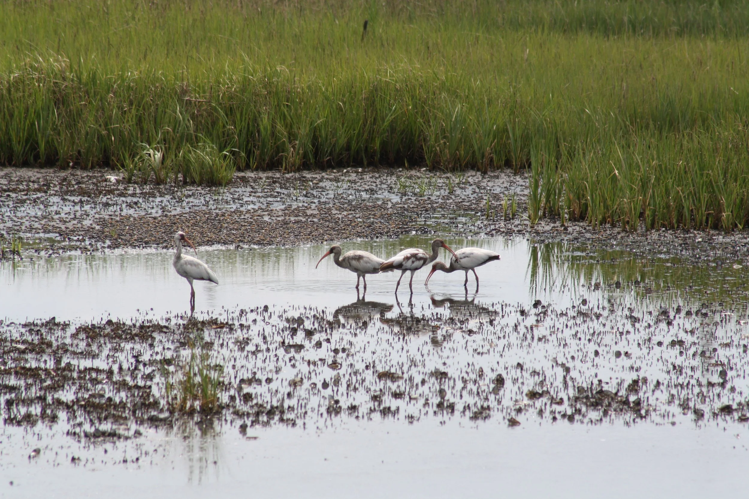 White Ibis, Andrew's Island Causeway, GA, 2025.