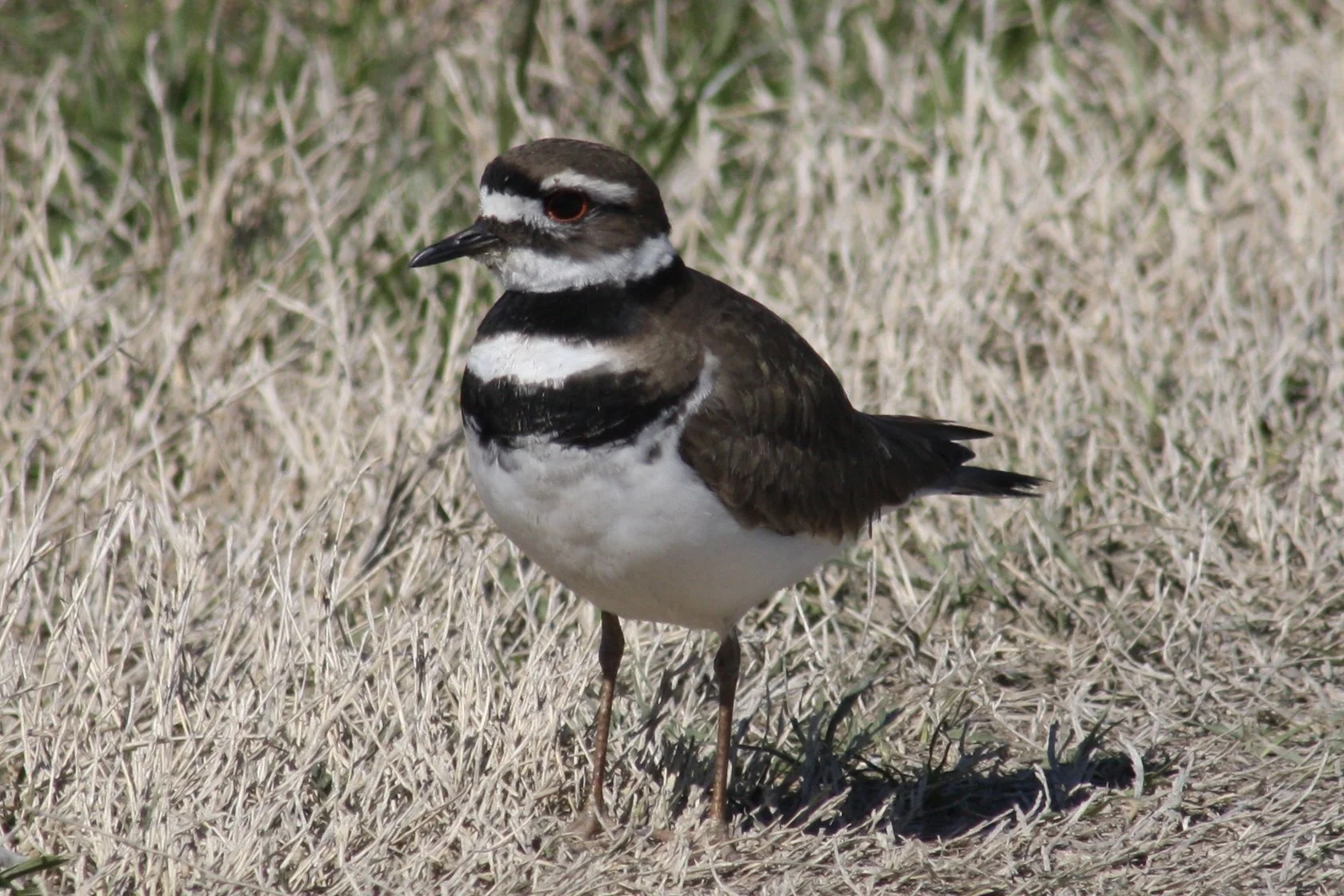 Killdeer, Savannah, GA, 2026.