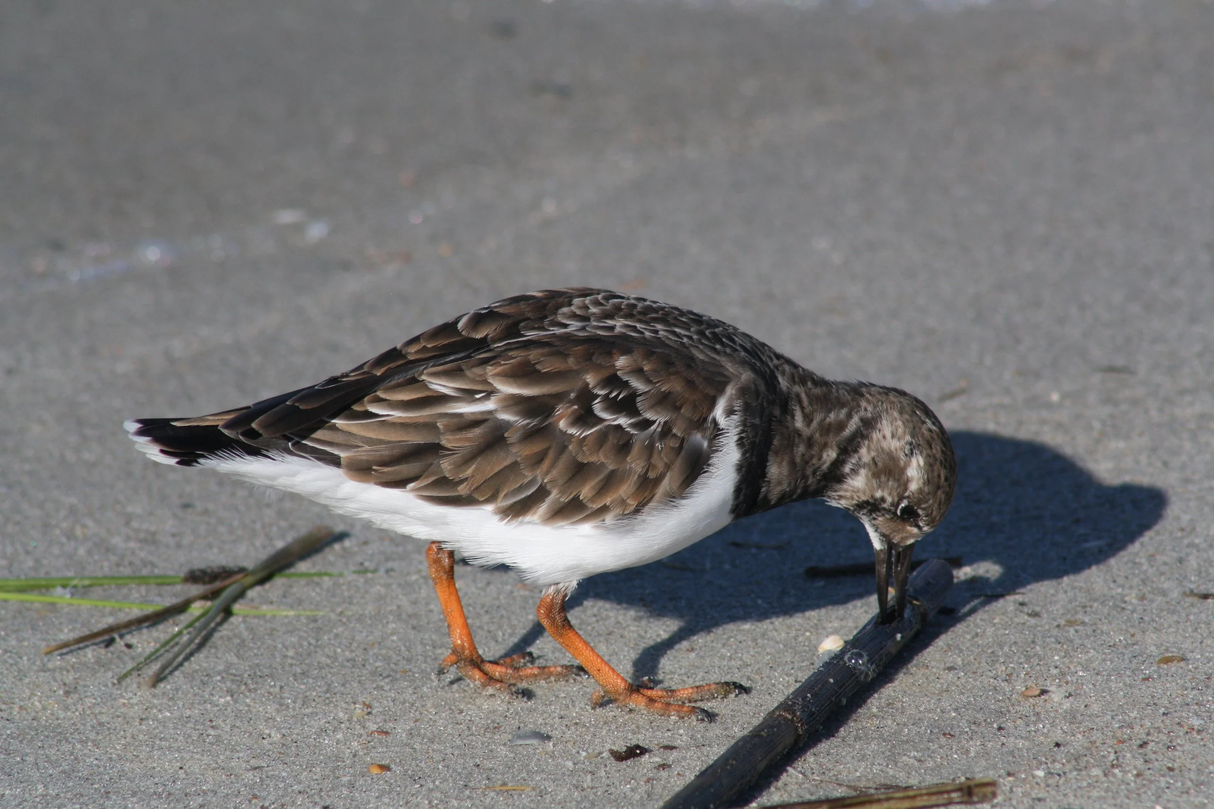 Ruddy Turnstone, Tybee Island, GA, 2025.