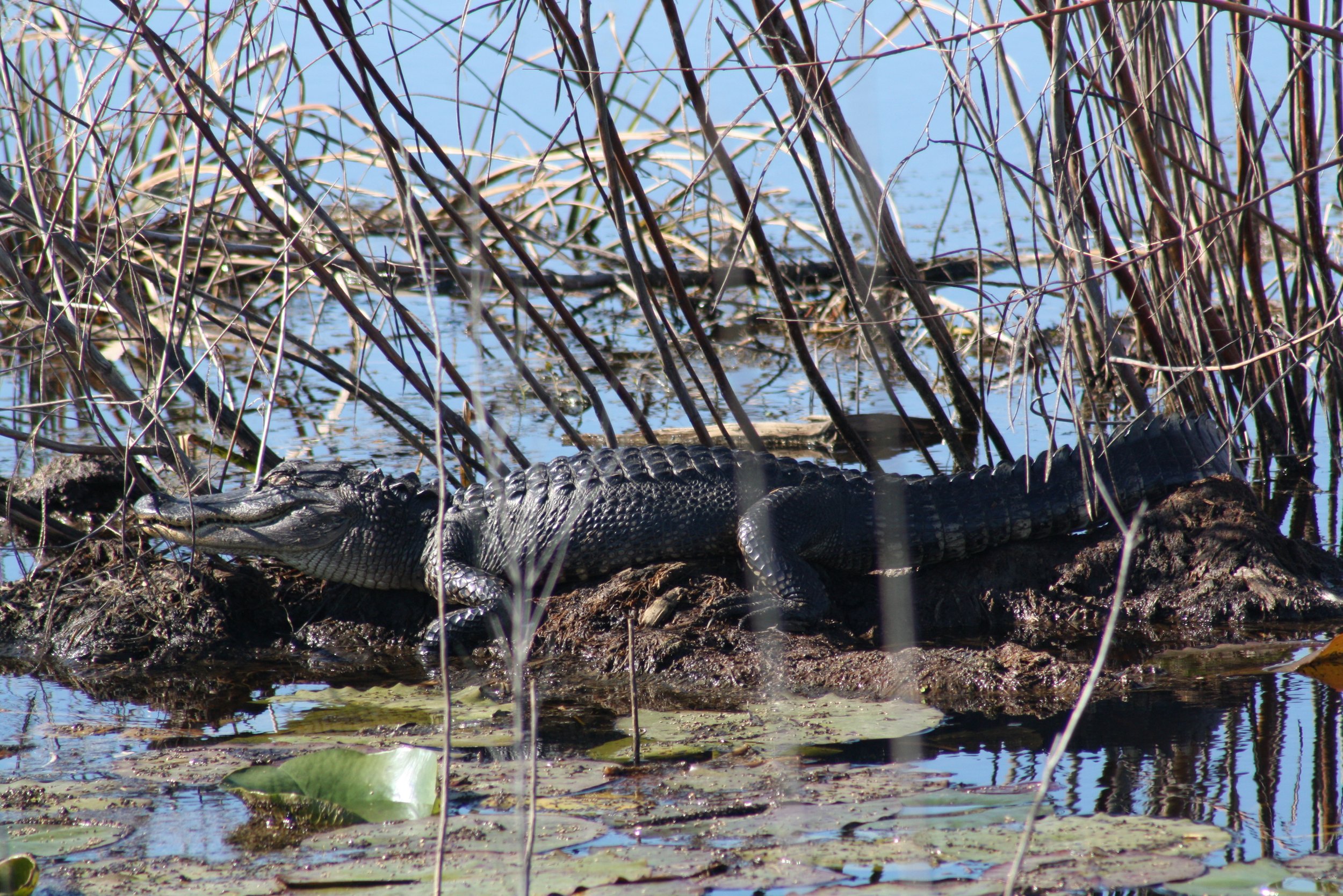 Alligator, Savannah, GA, 2026.