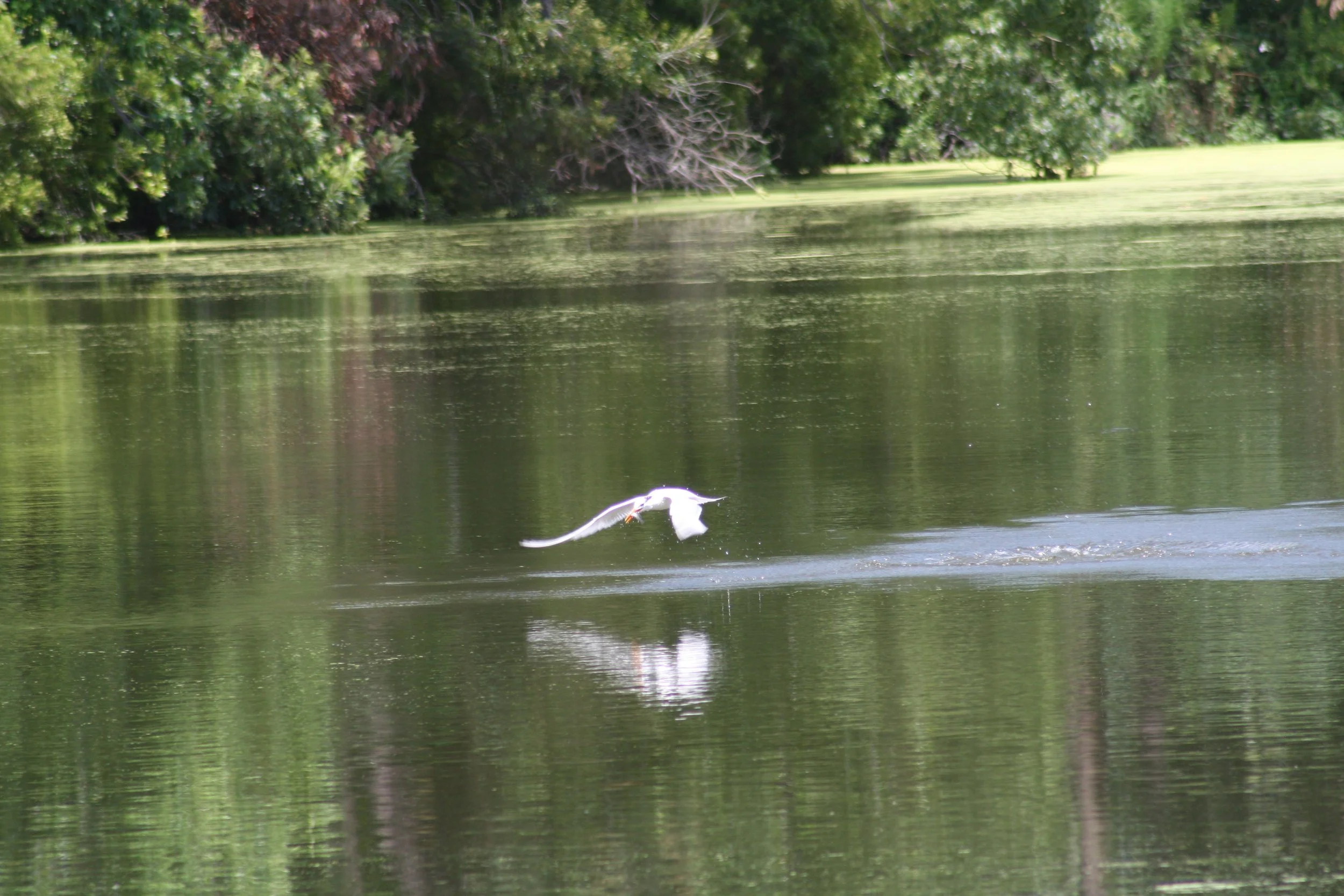 Royal Tern, Jekyll Island, GA, 2025.