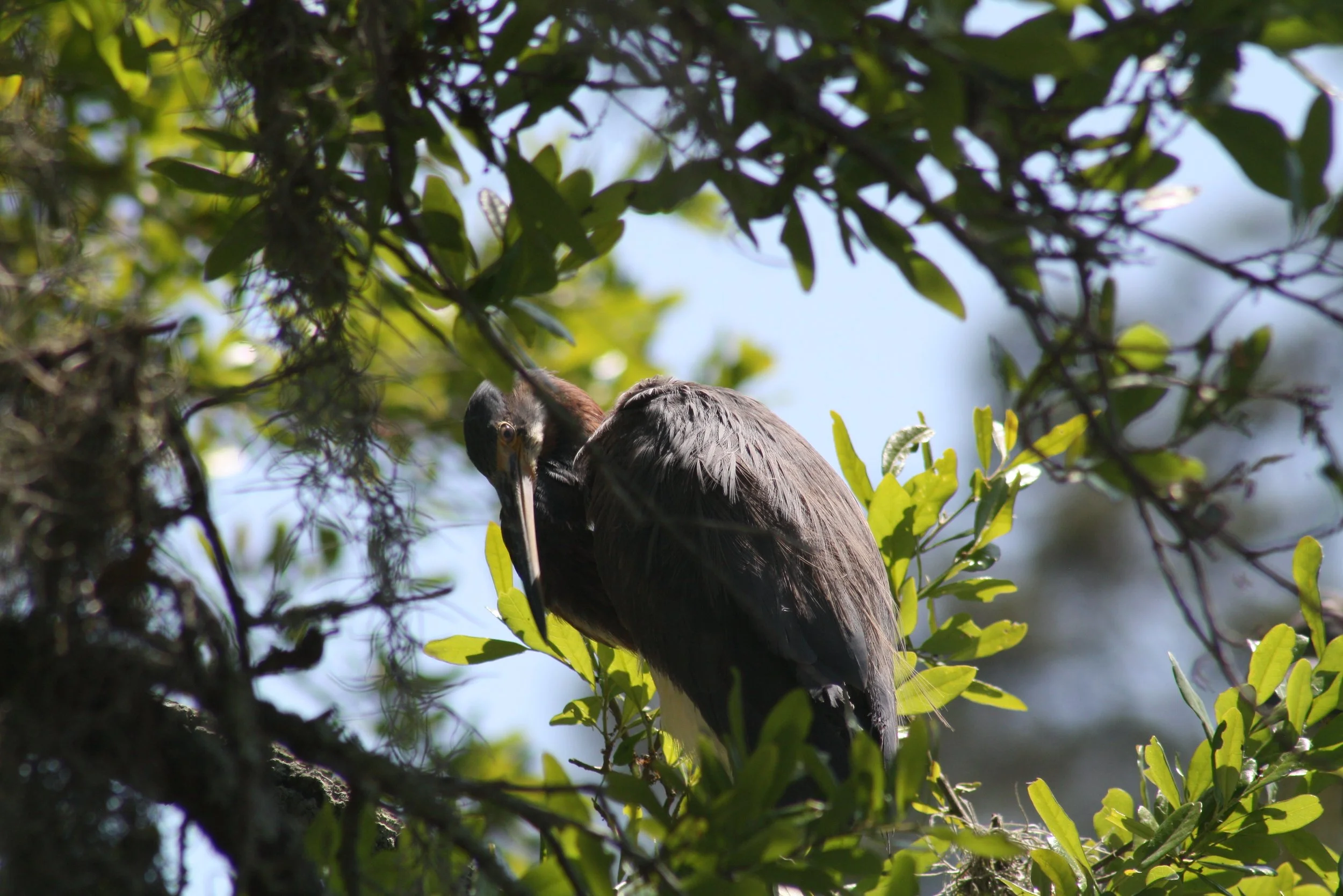 Tricolored Heron, Savannah, GA, 2026.