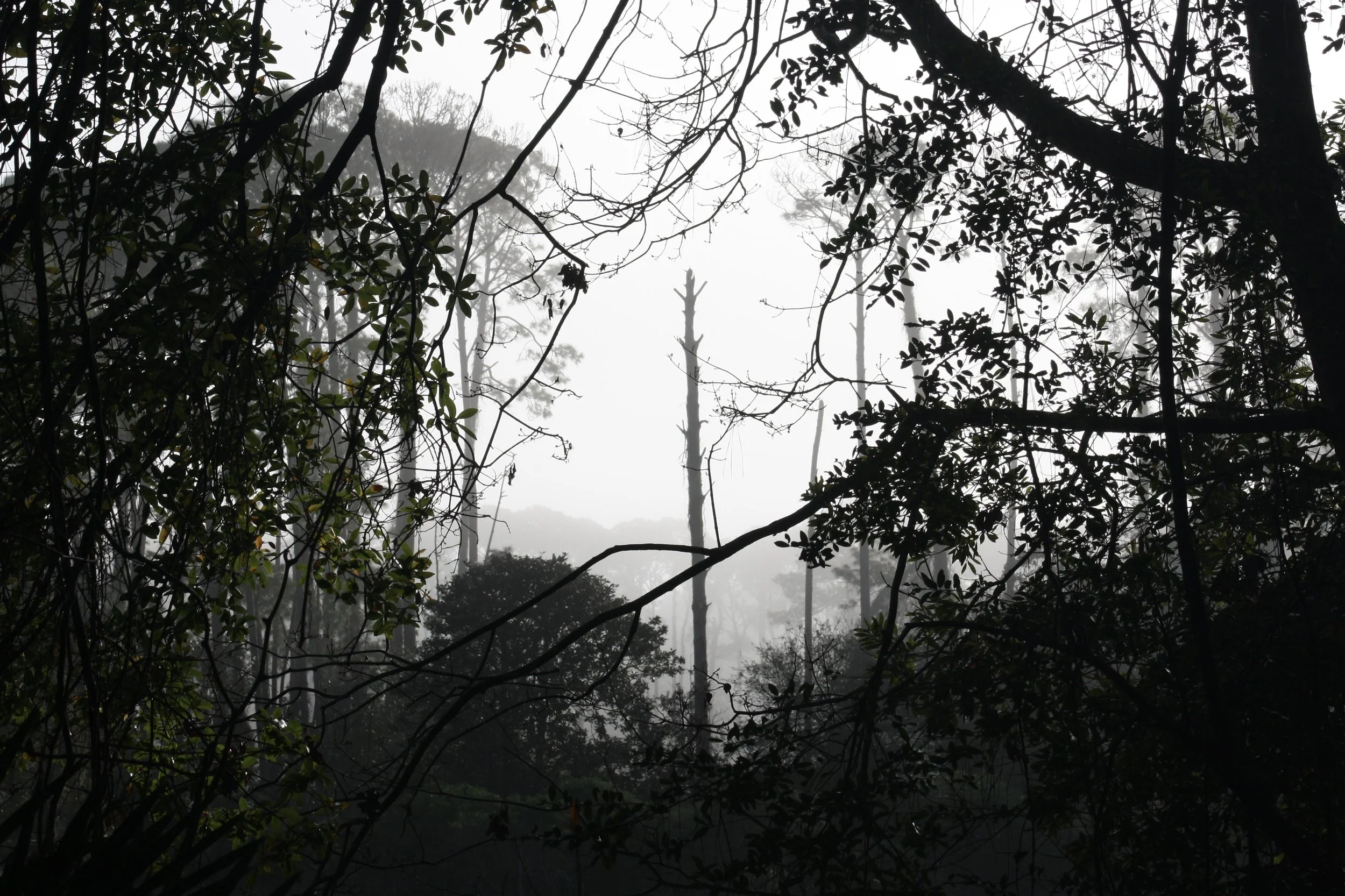 Jekyll Island, GA, 2026.