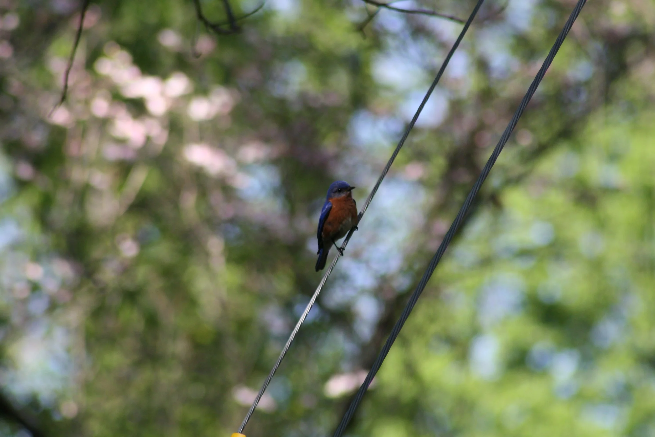 Eastern Bluebird, Atlanta, GA, 2025.