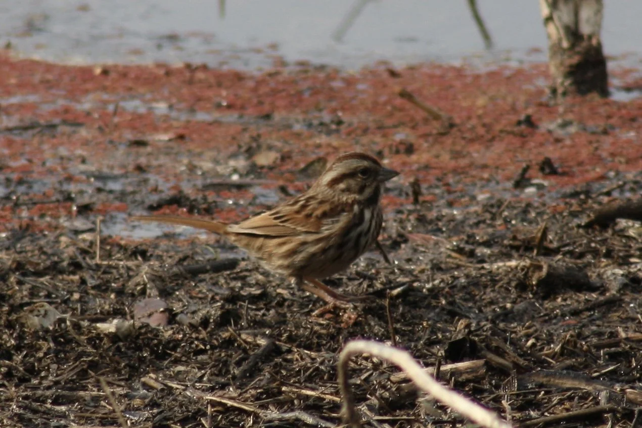 Song Sparrow, Savannah, GA, 2026.