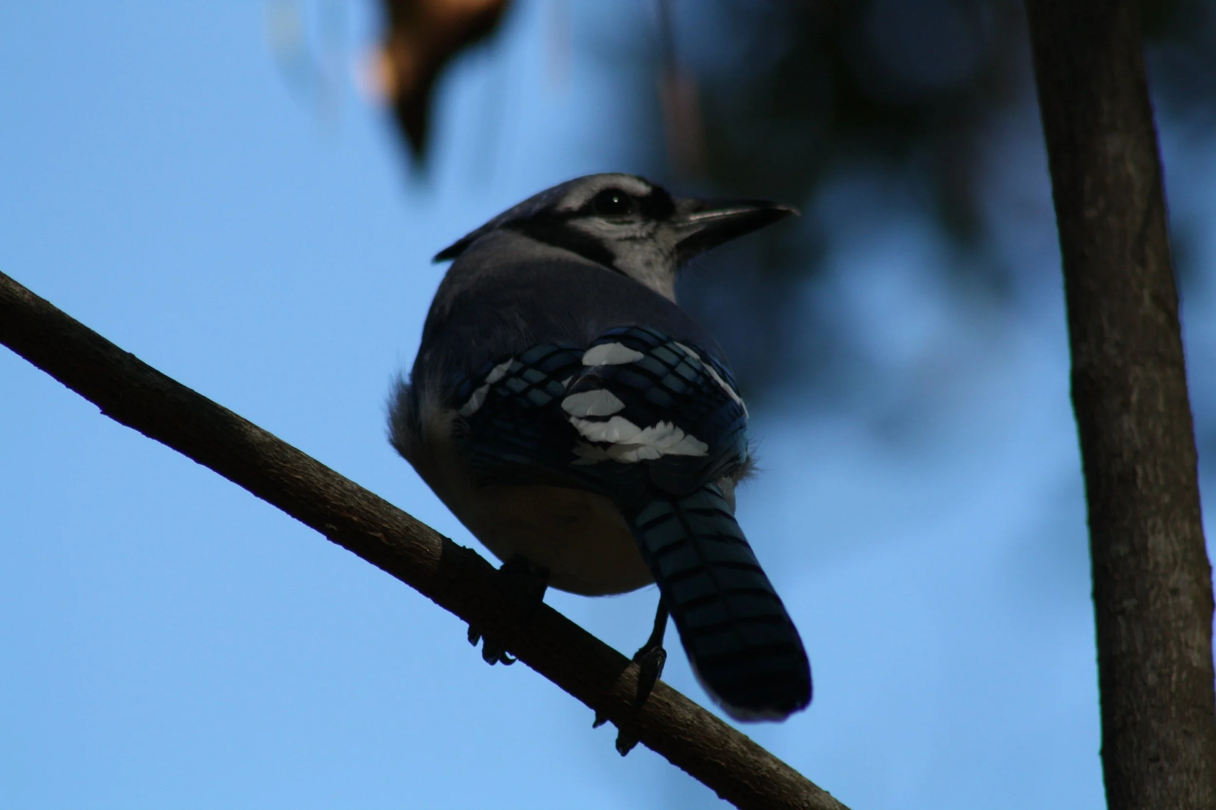 Blue Jay, Jekyll Island, GA, 2026.