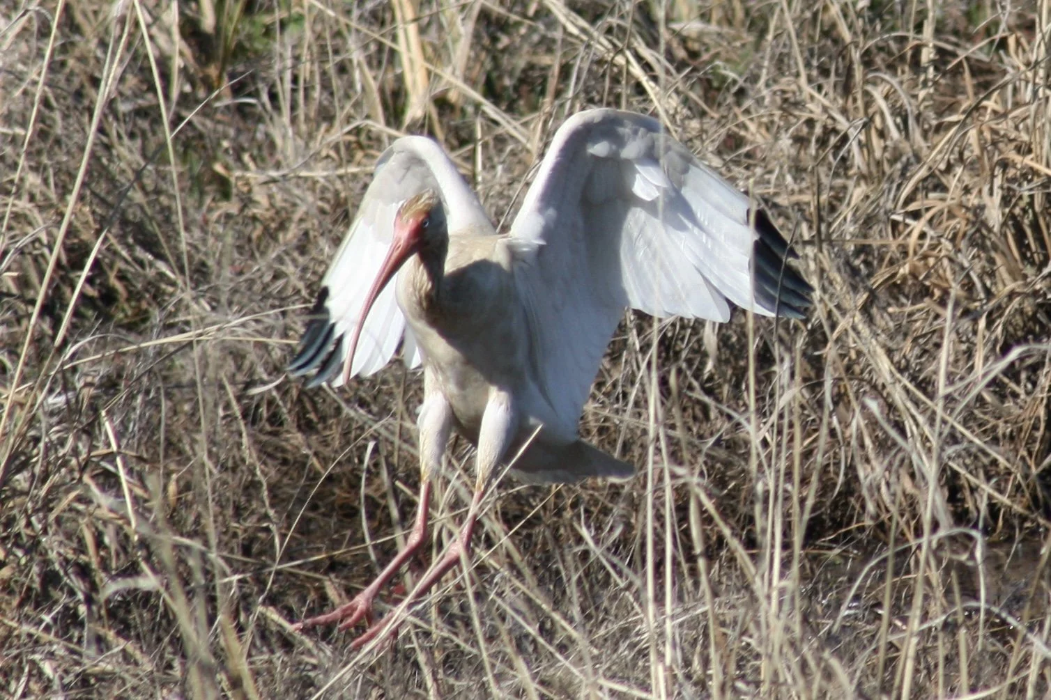 White Ibis, Savannah, GA, 2026.