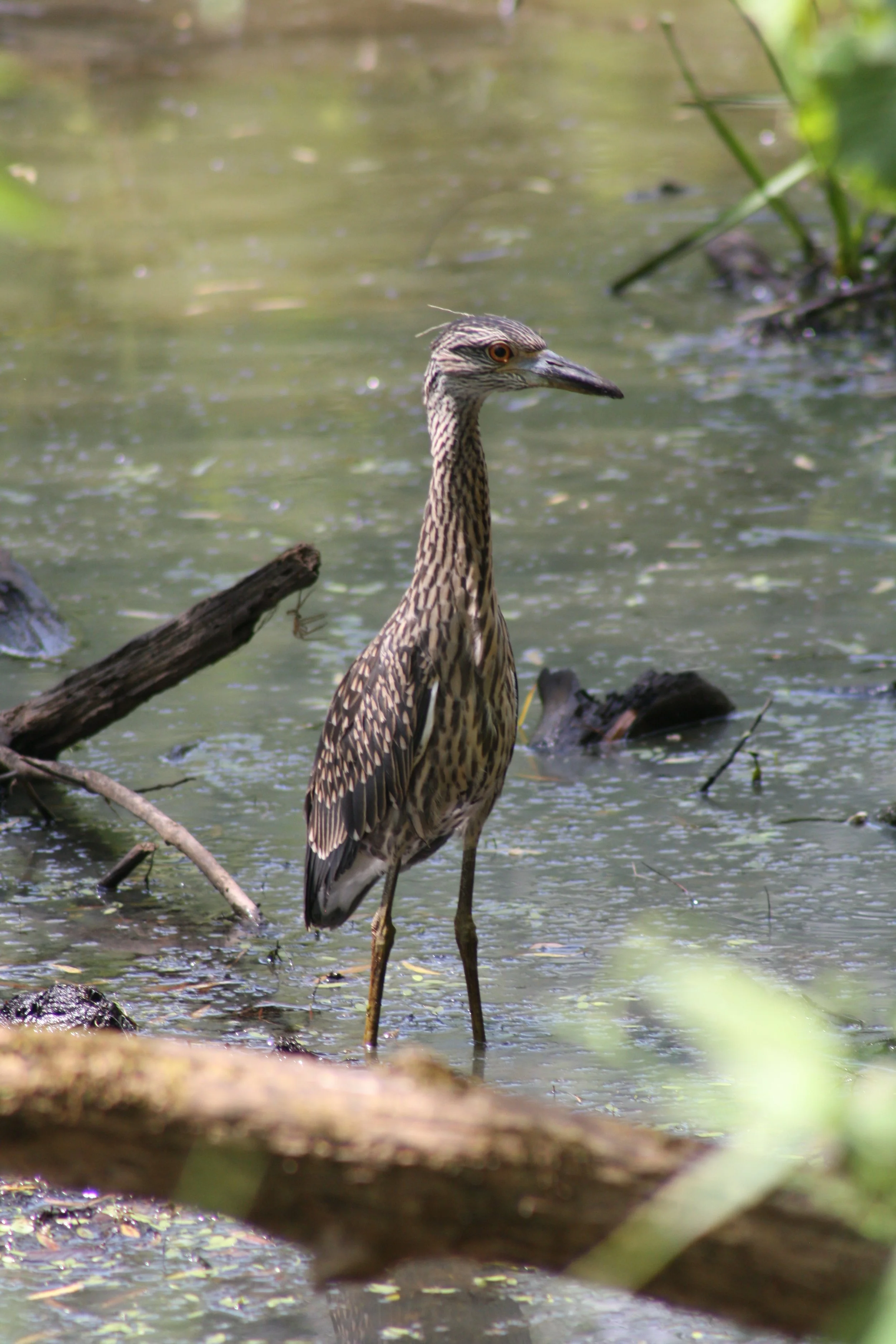 Yellow Crowned Night Heron, Suwanee, GA, 2025.