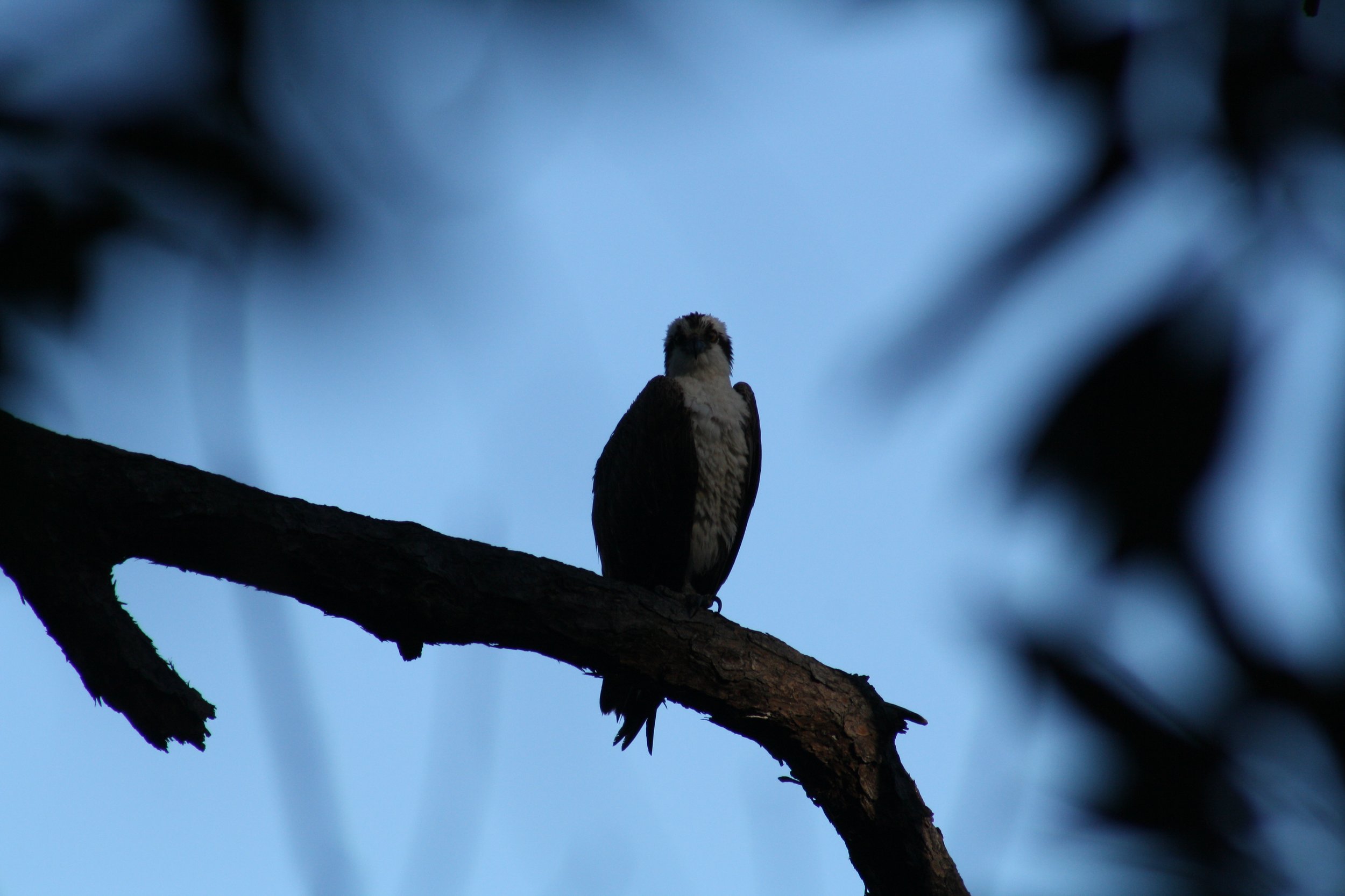 Osprey, Jekyll Island, GA, 2026.