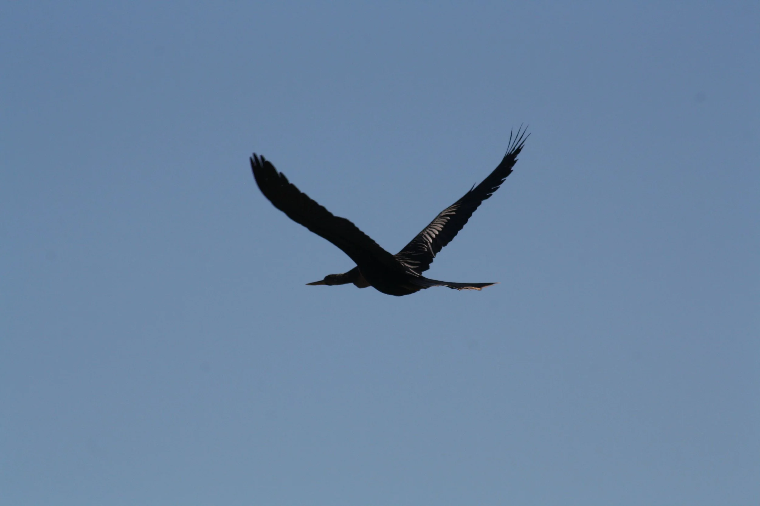 Anhinga, Augusta, GA, 2026.