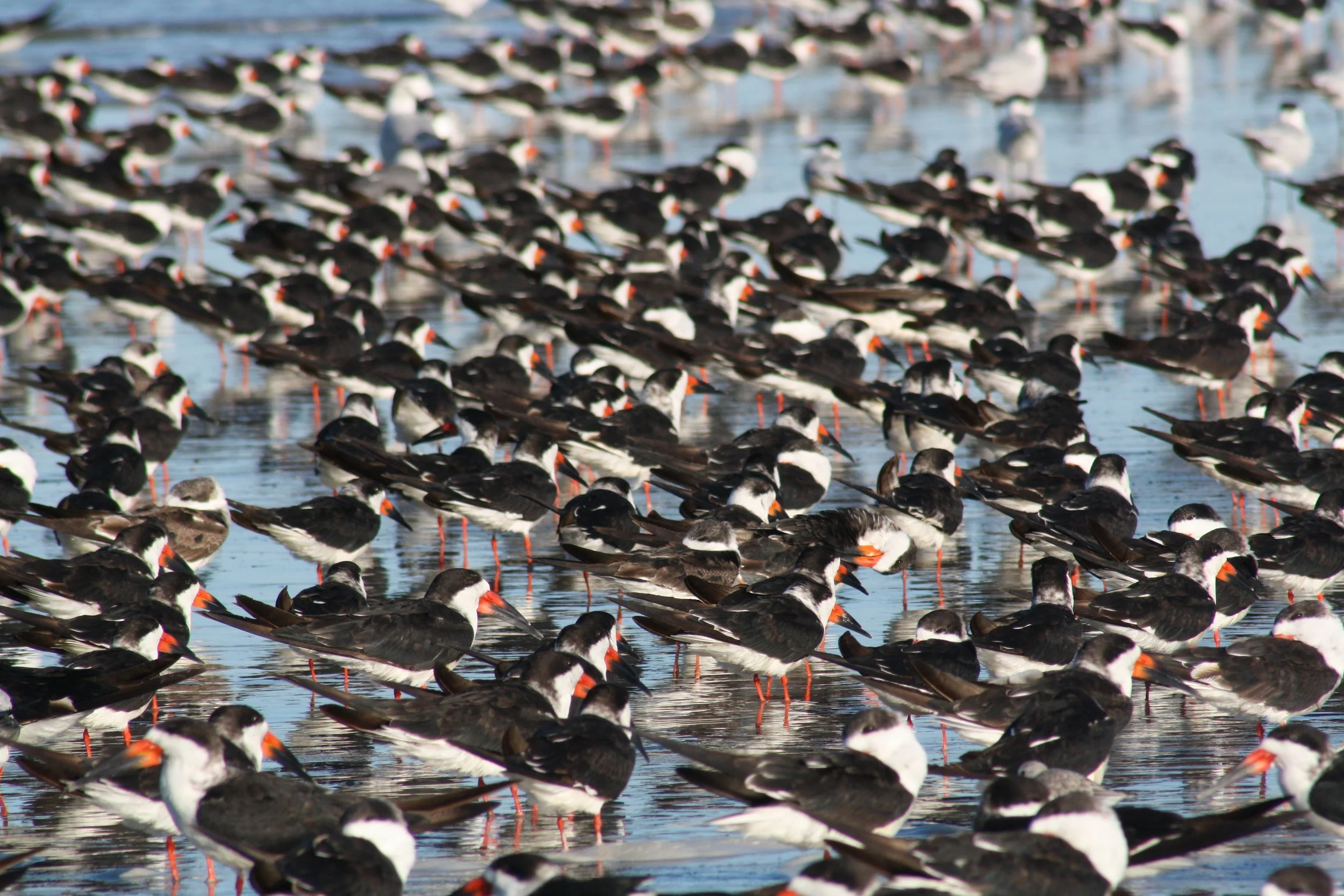 Black Skimmer, Tybee Island, GA, 2025.