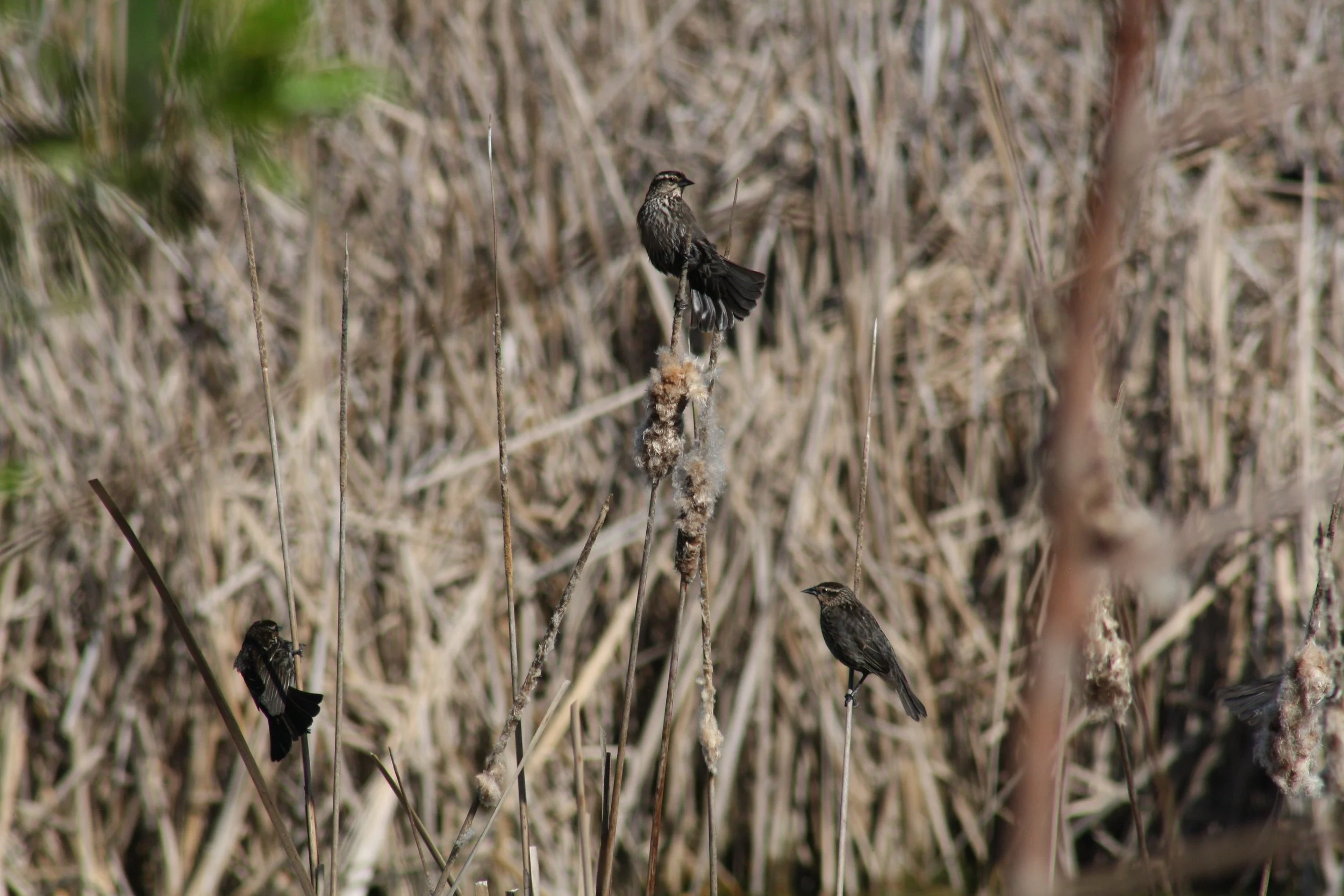 Red Winged Blackbird, Hilton Head Island, SC, 2026.