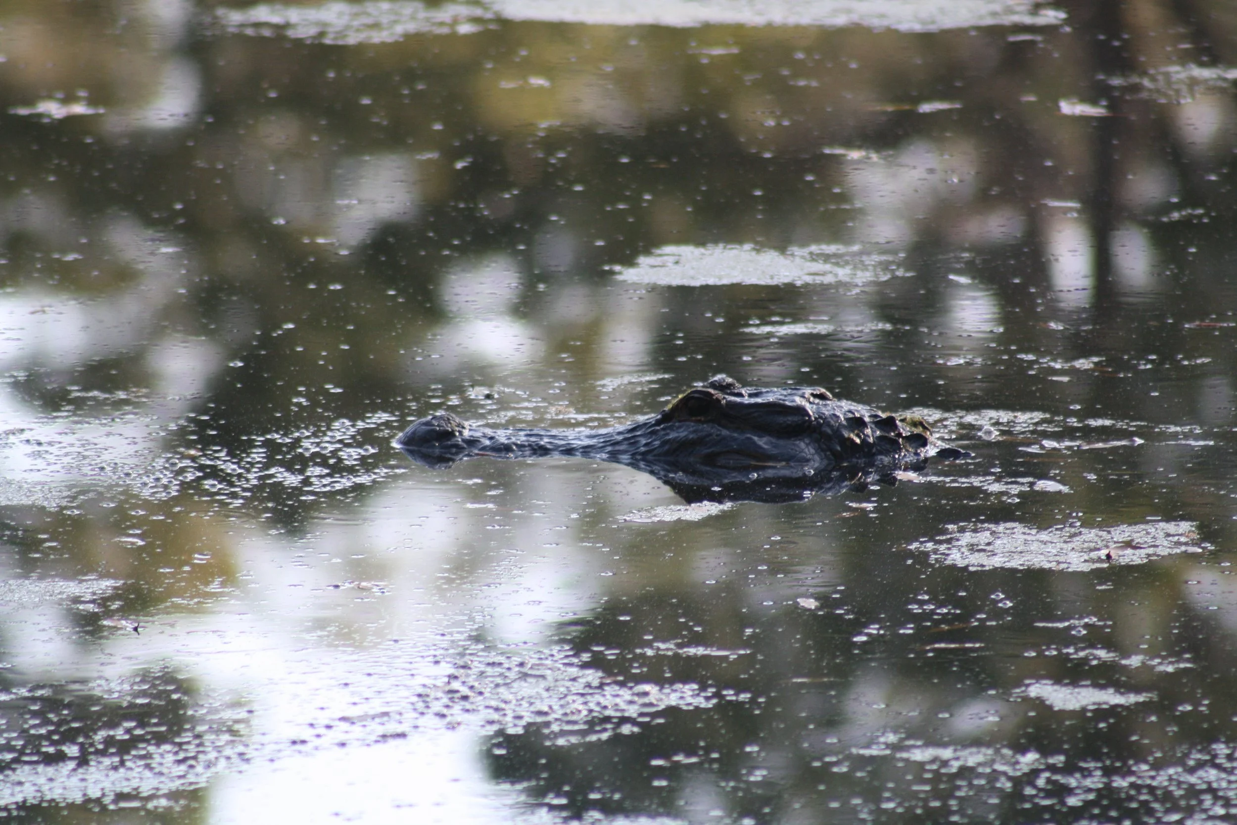 Alligator, Jekyll Island, GA, 2026.