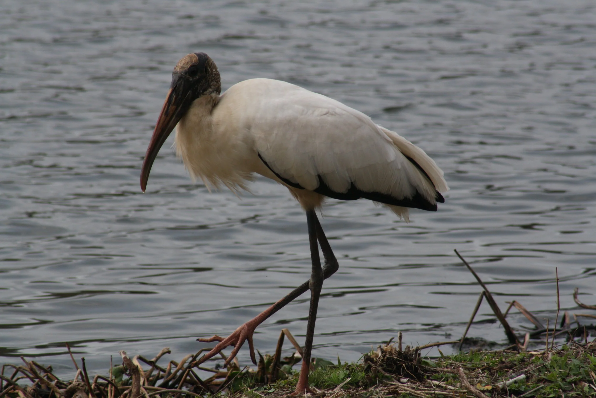 Wood Stork, Savannah, GA, 2026.