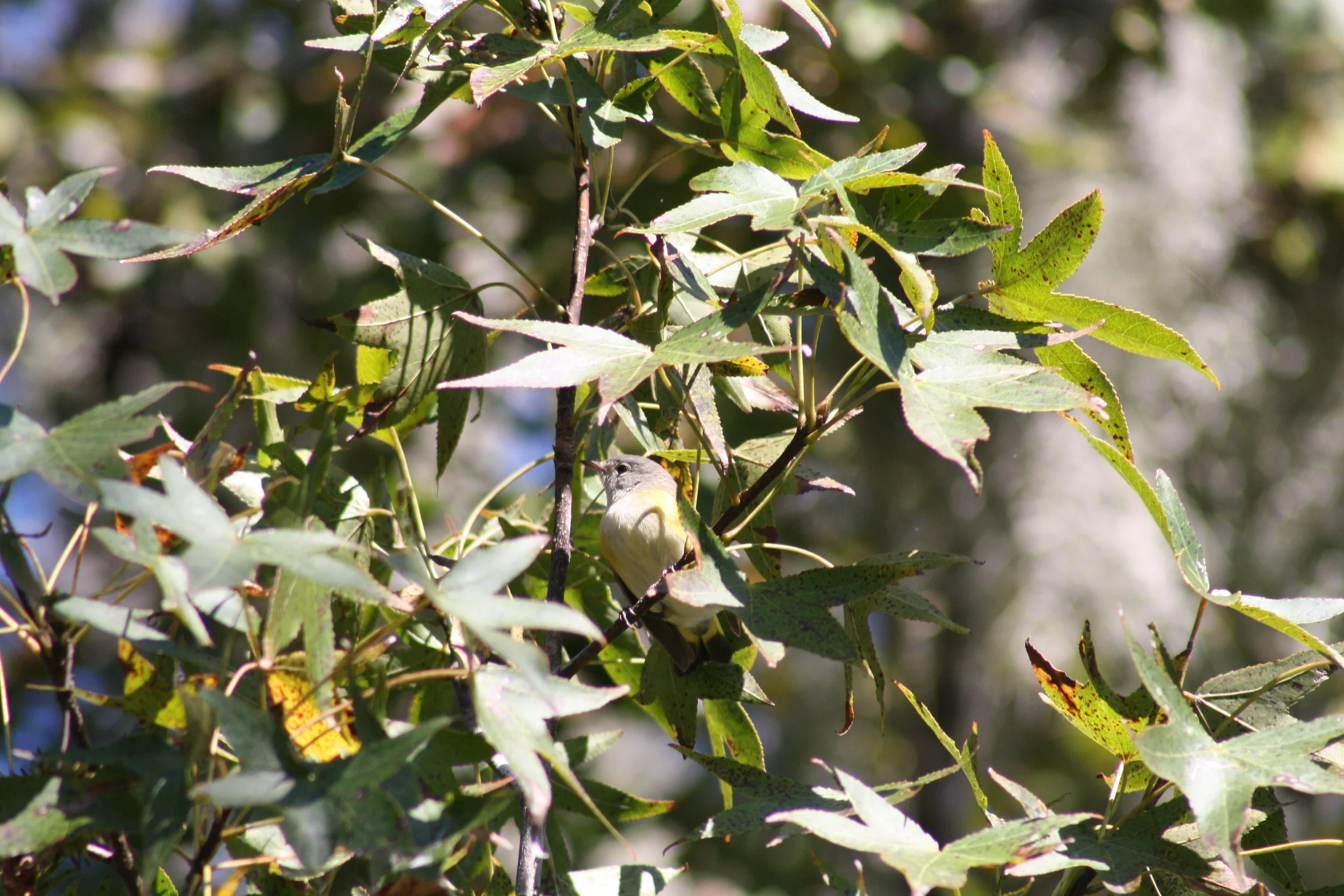 American Redstart, Savannah, GA, 2025.