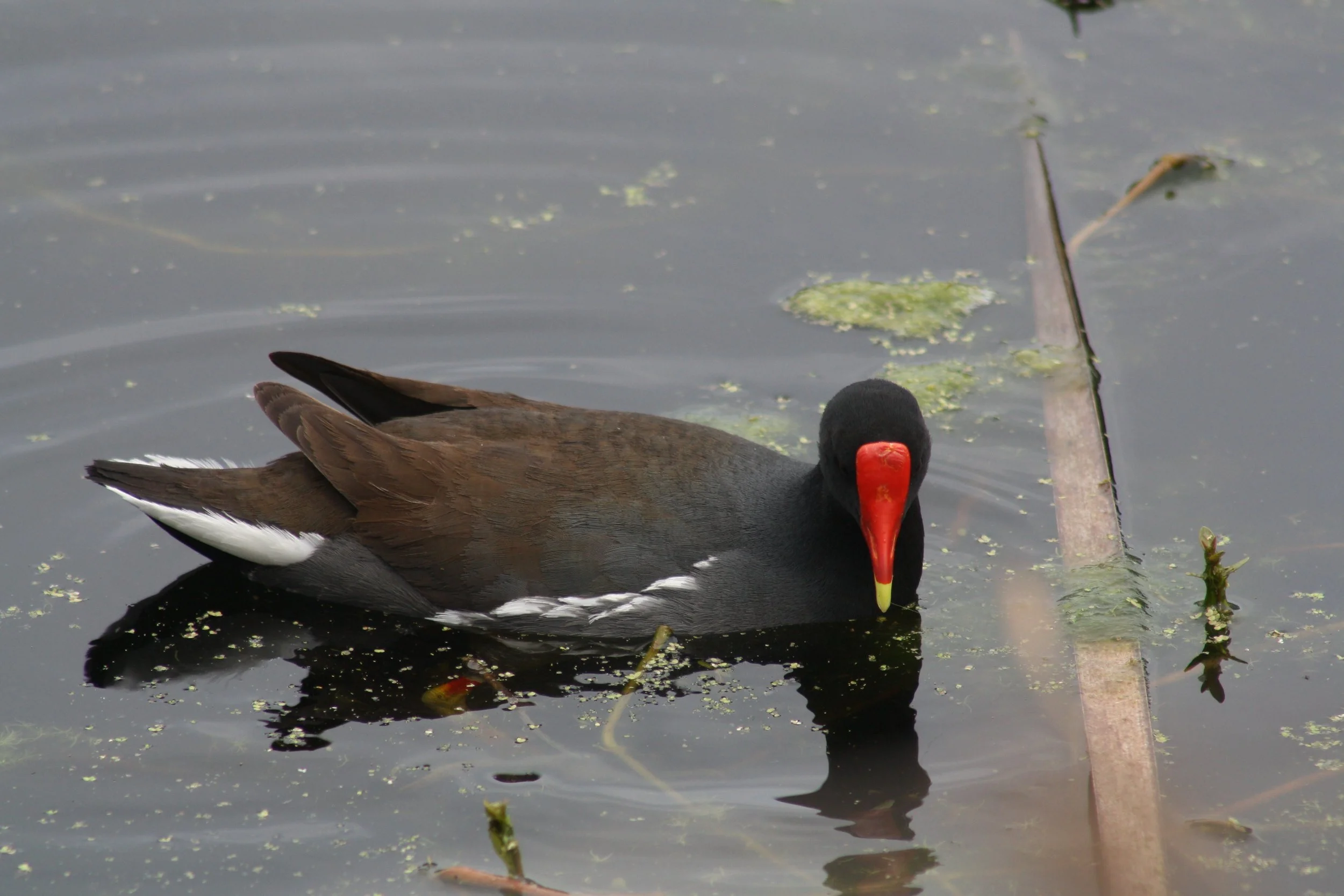 Common Gallinule, Hilton Head Island, SC, 2026.