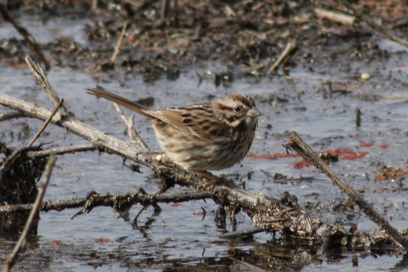 Song Sparrow, Savannah, GA, 2026.