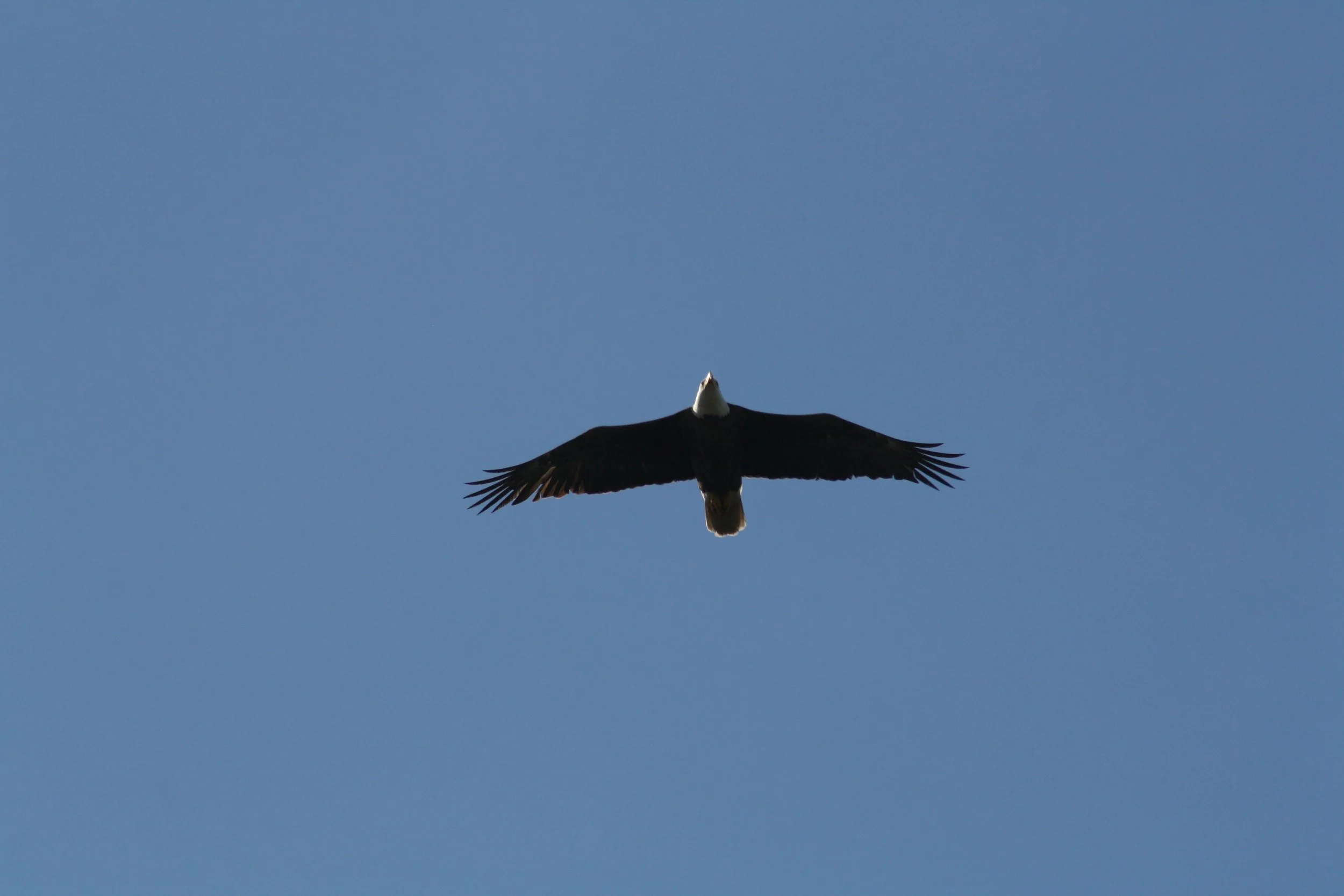 Bald Eagle, Skidaway Island, GA, 2026.