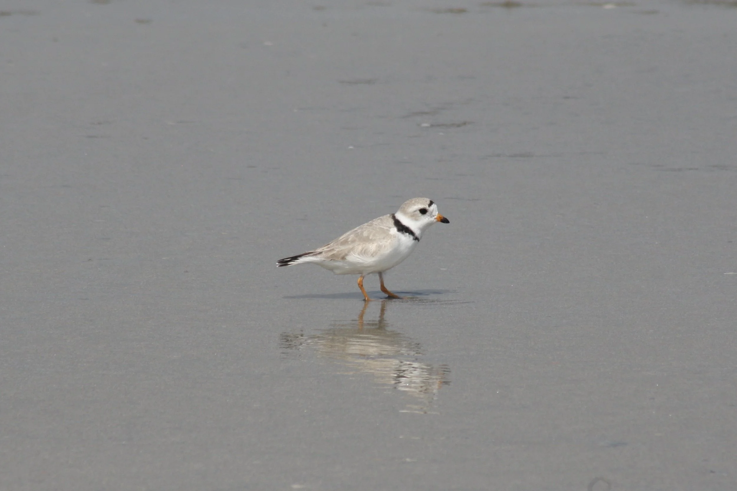 Piping Plover, Tybee Island, GA, 2026.