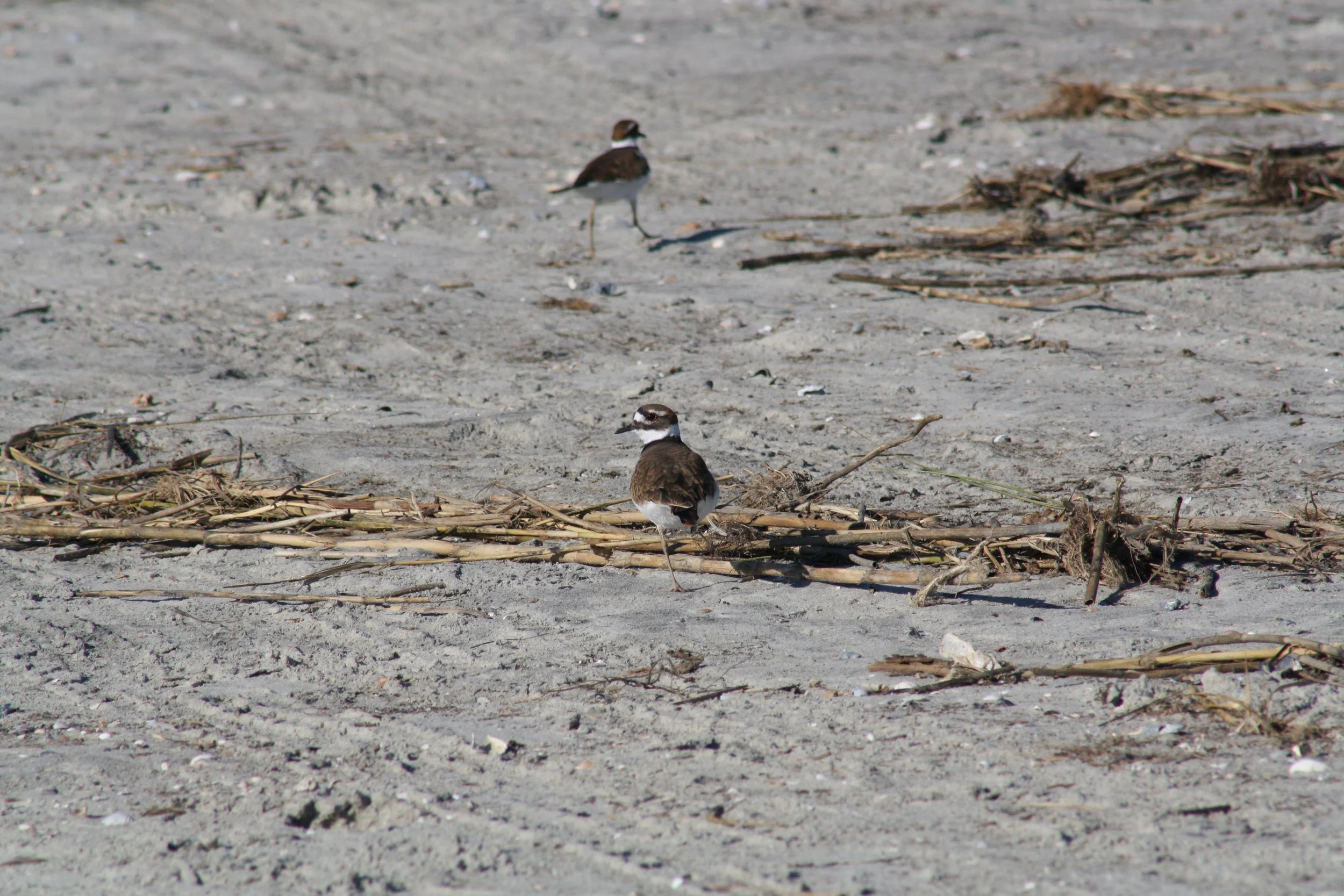 Killdeer, Tybee Island, GA, 2025.
