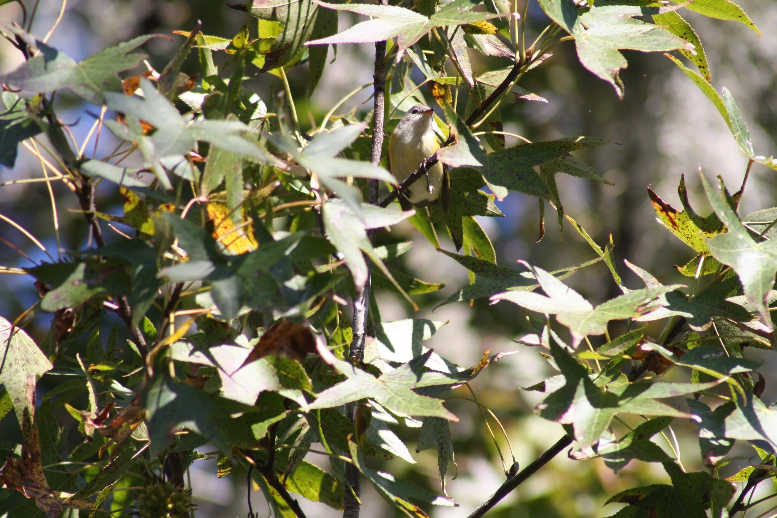 American Redstart, Savannah, GA, 2025.