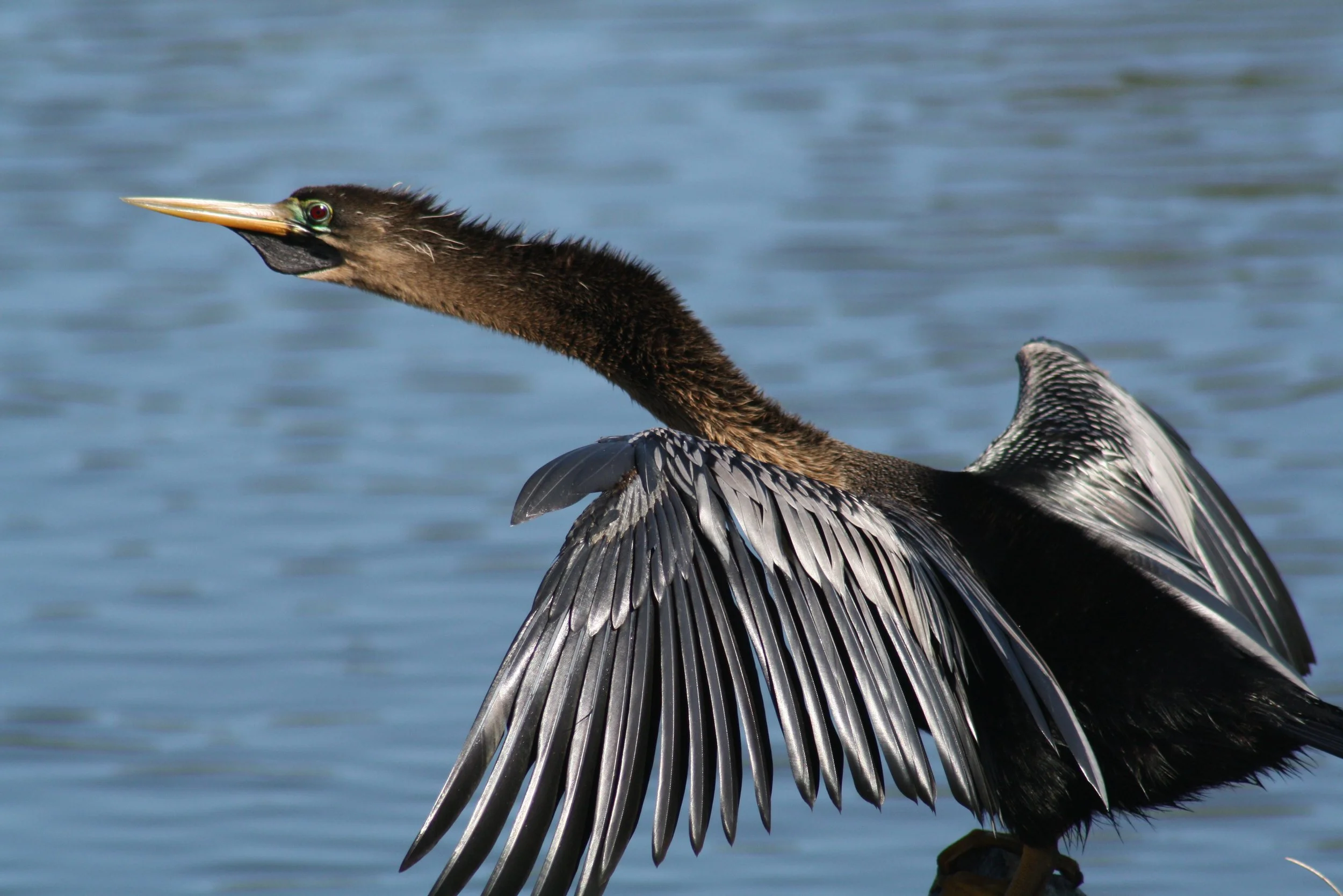 Anhinga, Skidaway Island, GA, 2026.